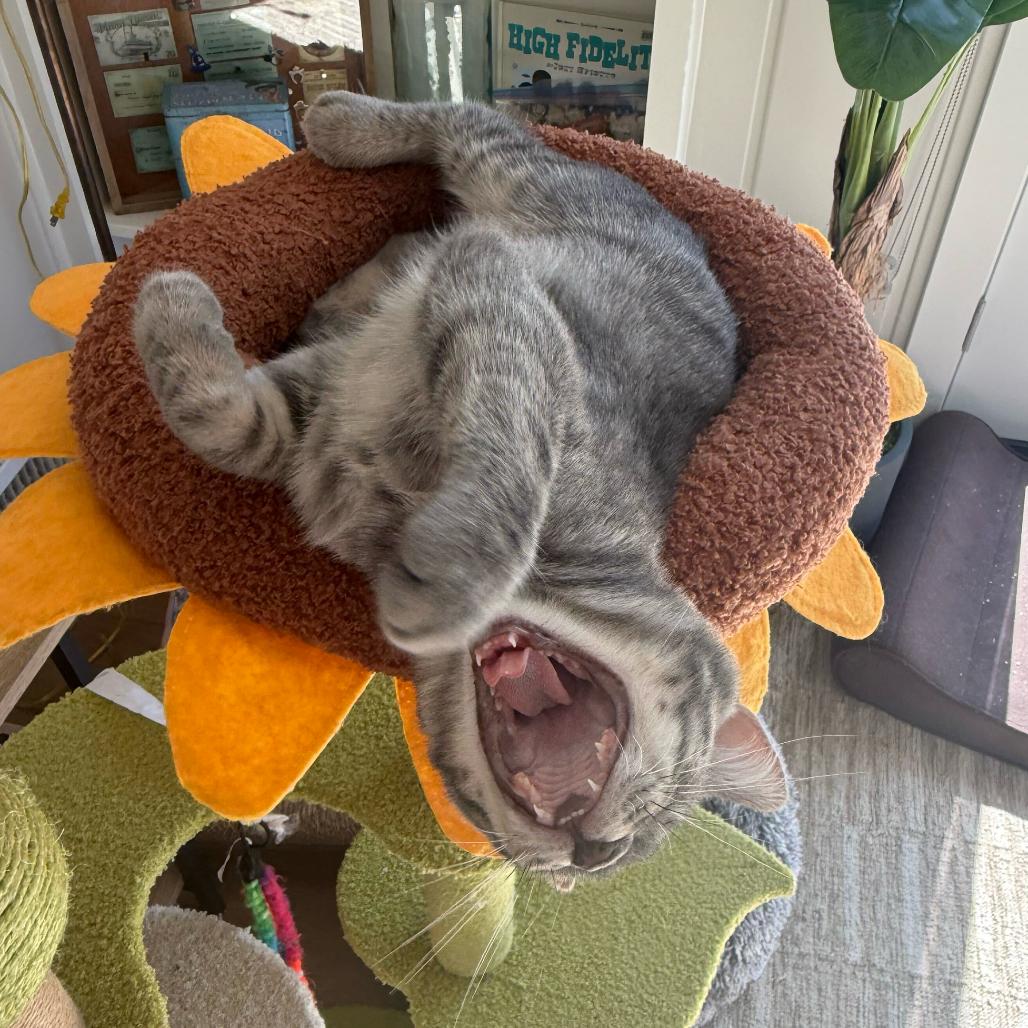 Enlarge Andy, a Adoptable Domestic Short Hair in Escondido, CA image 3/6