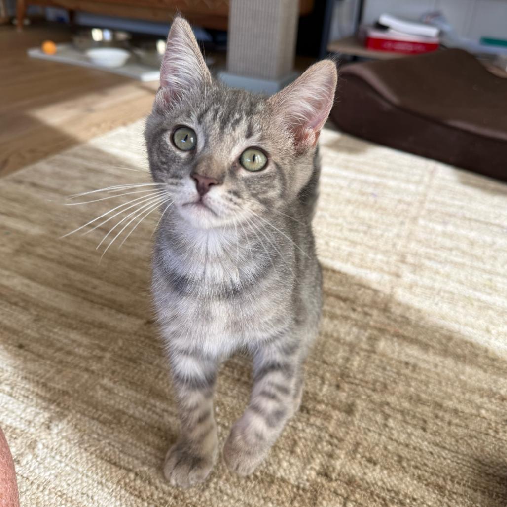 Enlarge Andy, a Adoptable Domestic Short Hair in Escondido, CA image 4/6