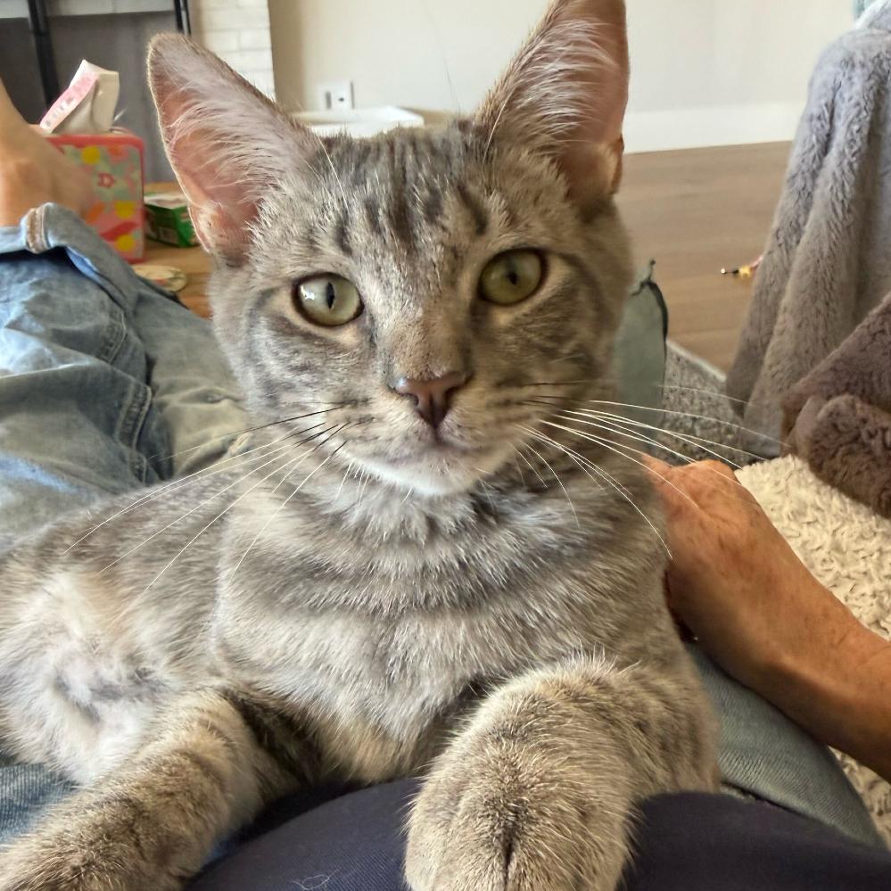 Enlarge Andy, a Adoptable Domestic Short Hair in Escondido, CA image 5/6