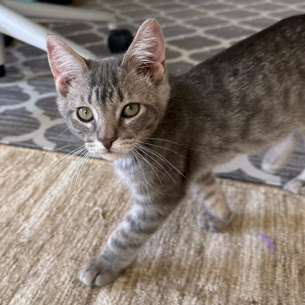 Enlarge Andy, a Adoptable Domestic Short Hair in Escondido, CA image 6/6