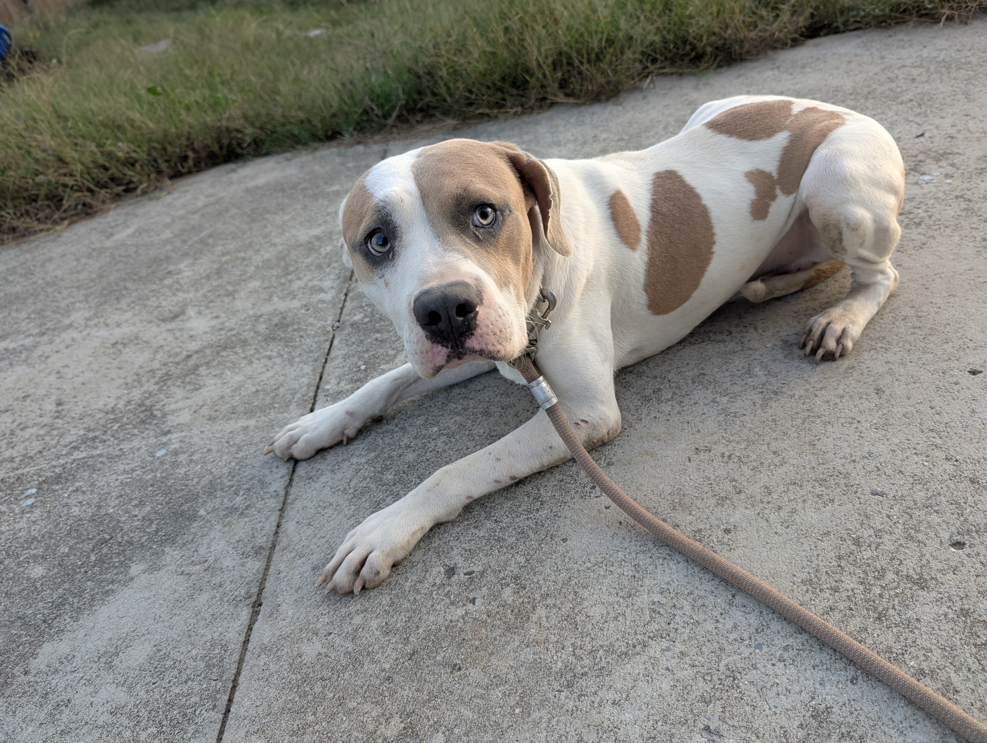 Ghost (NO ADOPTION FEE Home, Foster or Rescue Needed ASAP), a Adoptable mixed breed in Guntersville, AL image 1/3