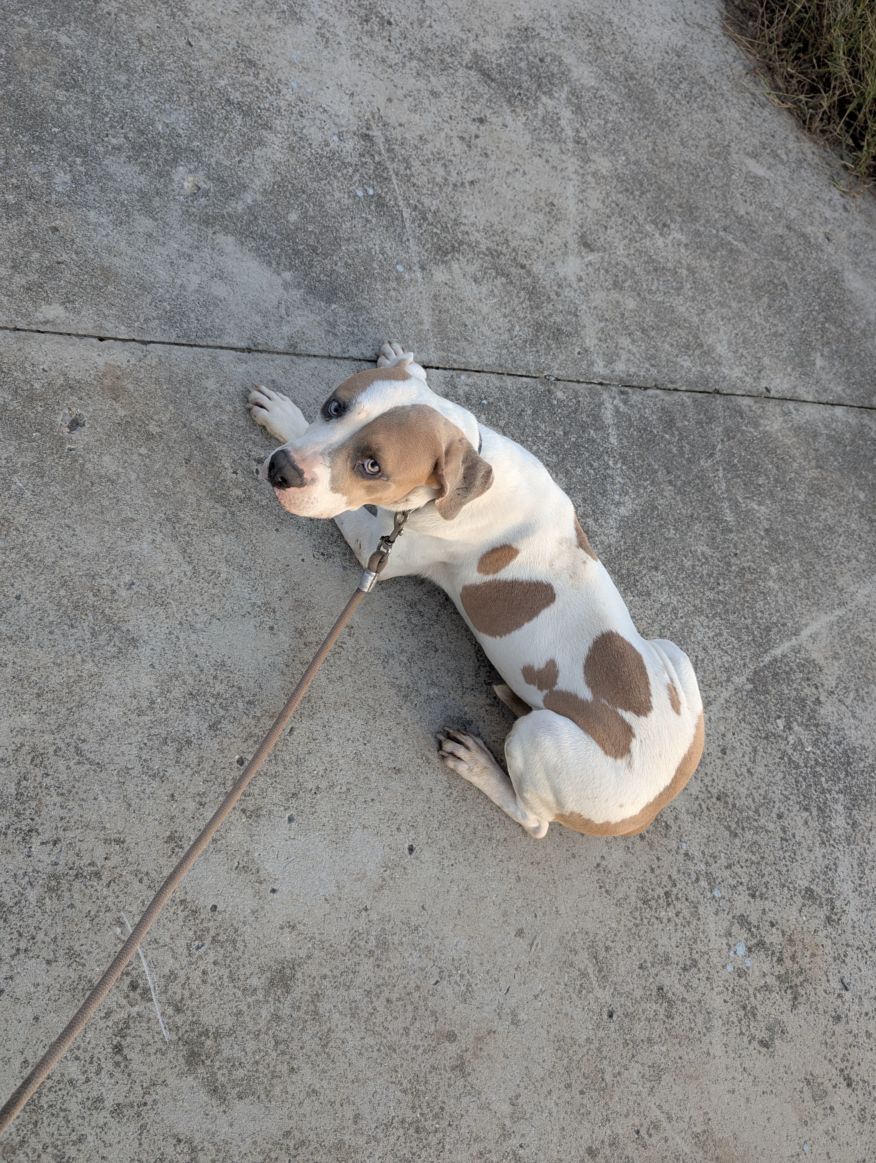 Ghost (NO ADOPTION FEE Home, Foster or Rescue Needed ASAP), a Adoptable mixed breed in Guntersville, AL image 2/3