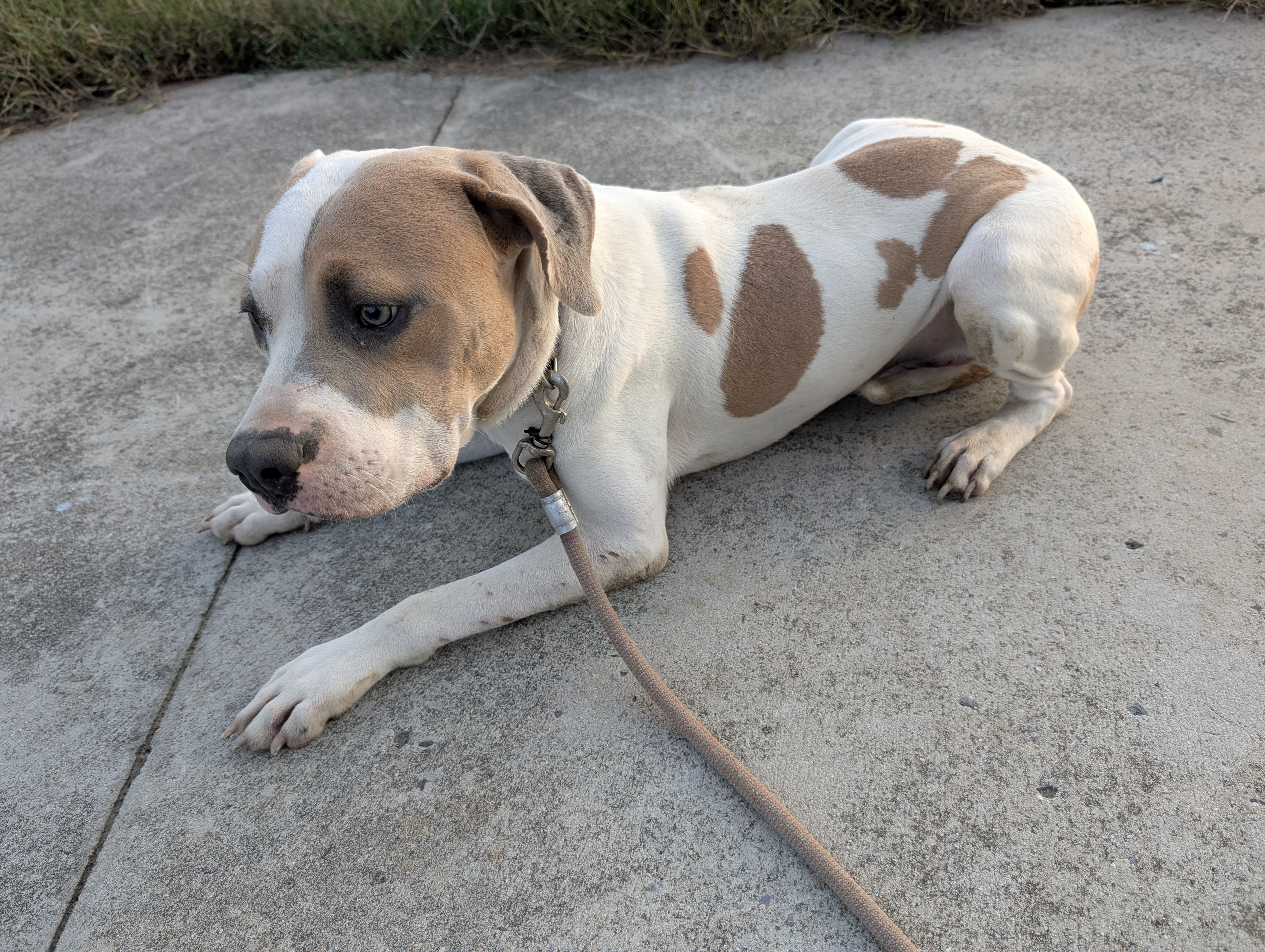 Ghost (NO ADOPTION FEE Home, Foster or Rescue Needed ASAP), a Adoptable mixed breed in Guntersville, AL image 3/3