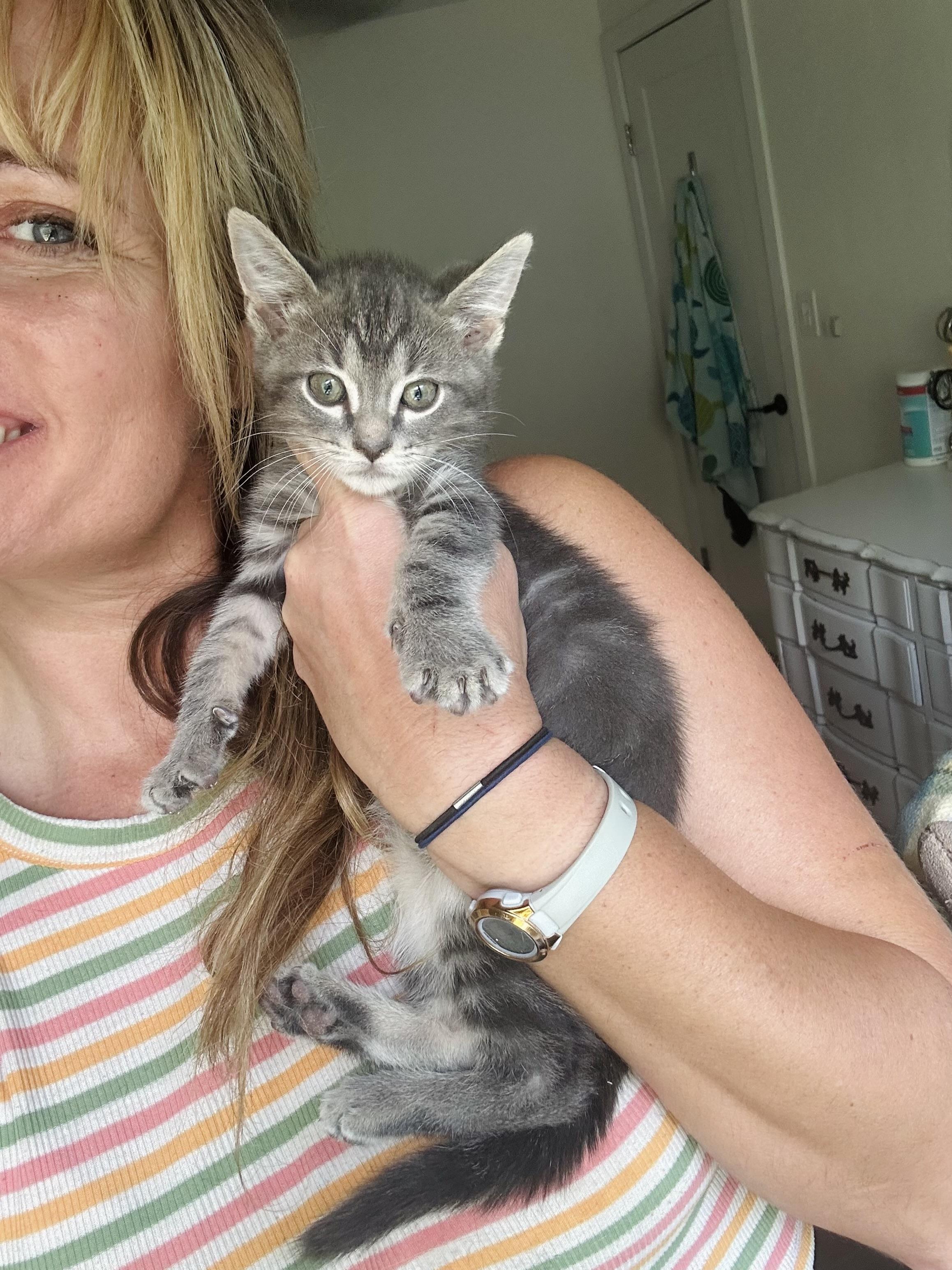 Dickens (bottle baby) watch VIDEO, an adopted Domestic Short Hair in Port Orange, FL image 2/5