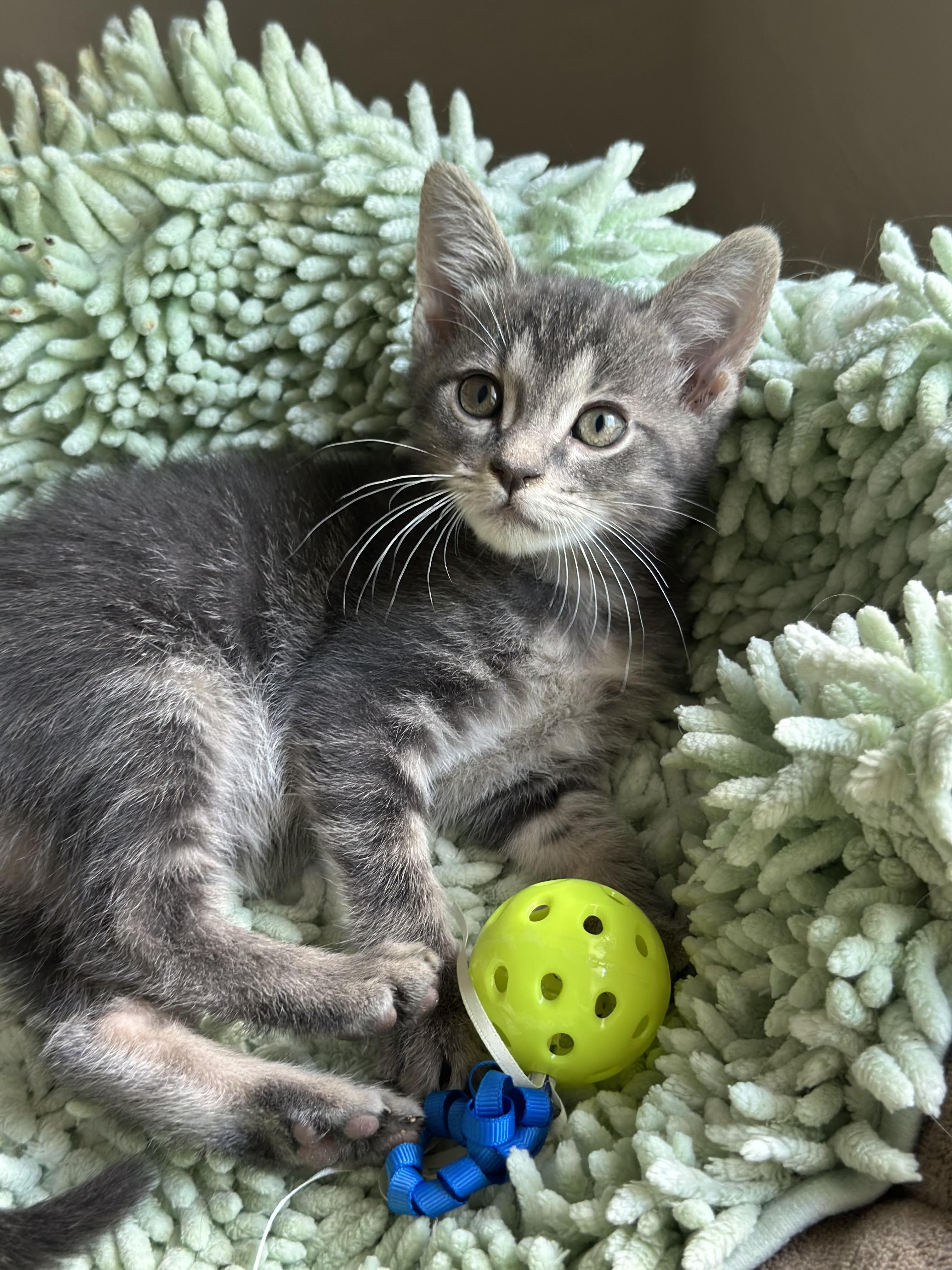 Dickens (bottle baby) watch VIDEO, an adopted Domestic Short Hair in Port Orange, FL image 3/5