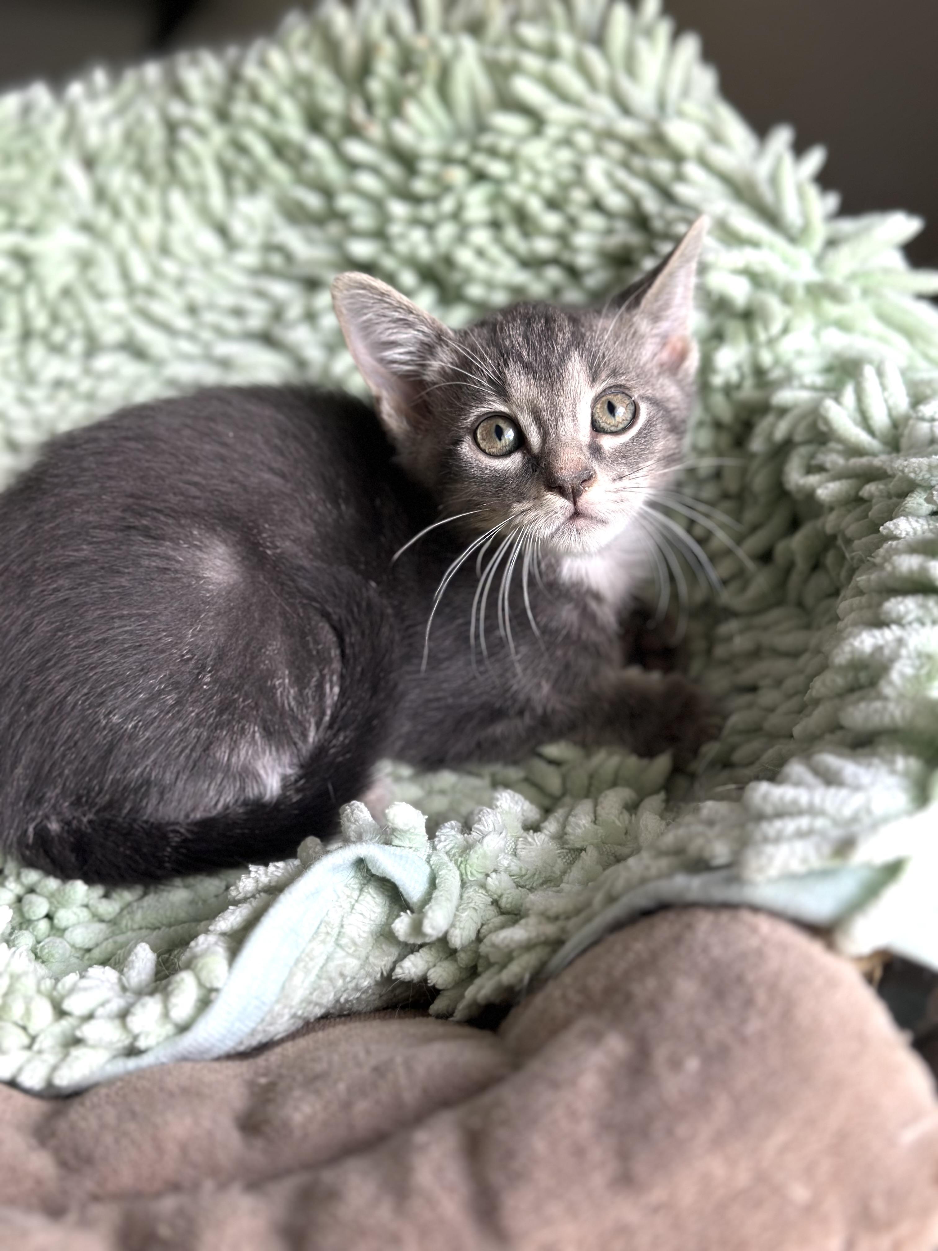 Dickens (bottle baby) watch VIDEO, an adopted Domestic Short Hair in Port Orange, FL image 4/5