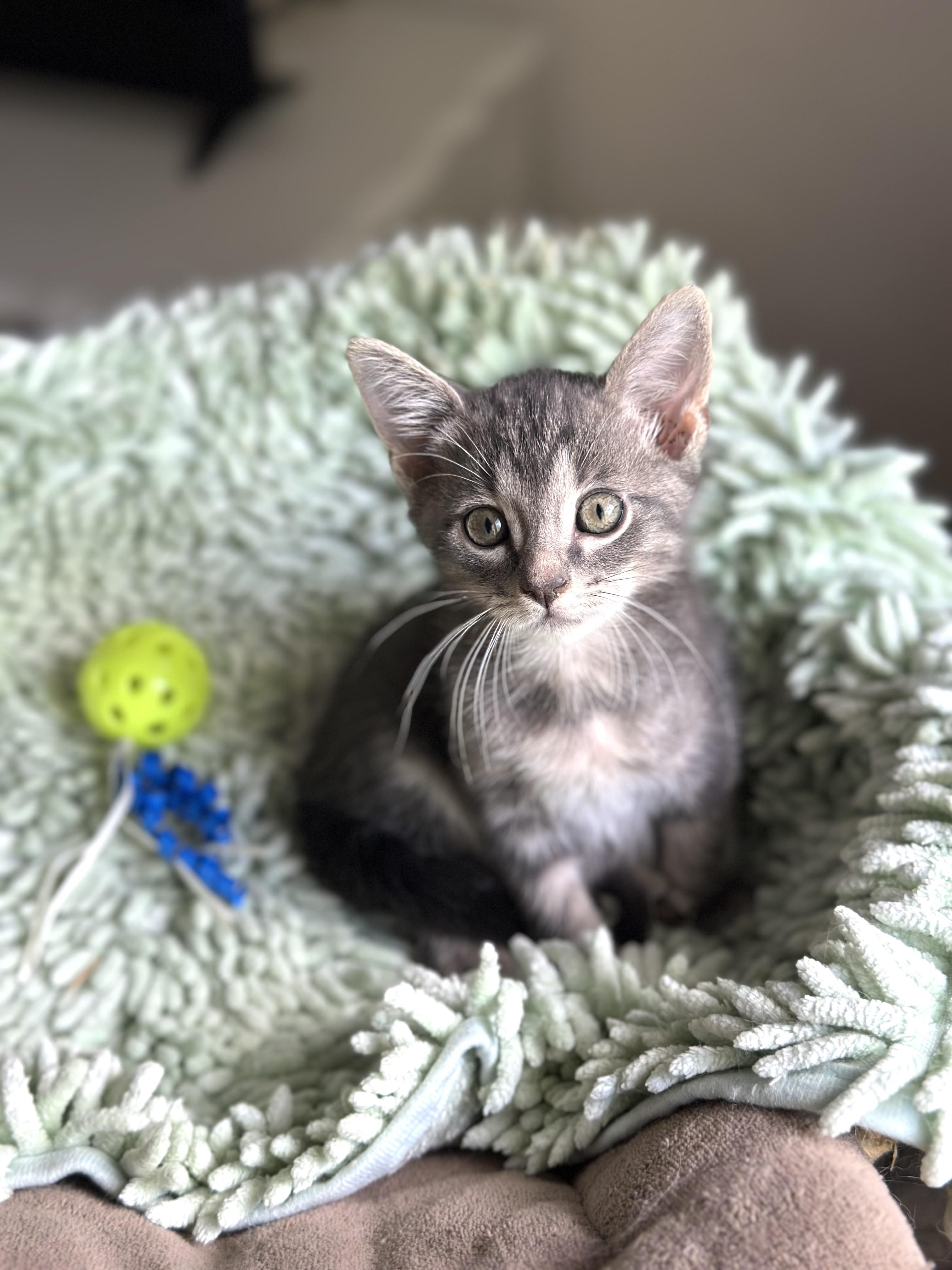 Dickens (bottle baby) watch VIDEO, adopted, Kitten Male Domestic Short Hair.
