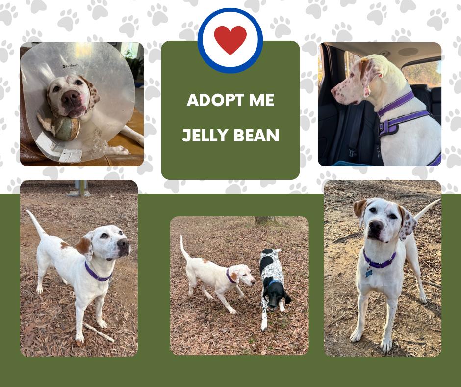 Jelly Bean (NC), ADOPTABLE, Young Male English Pointer.