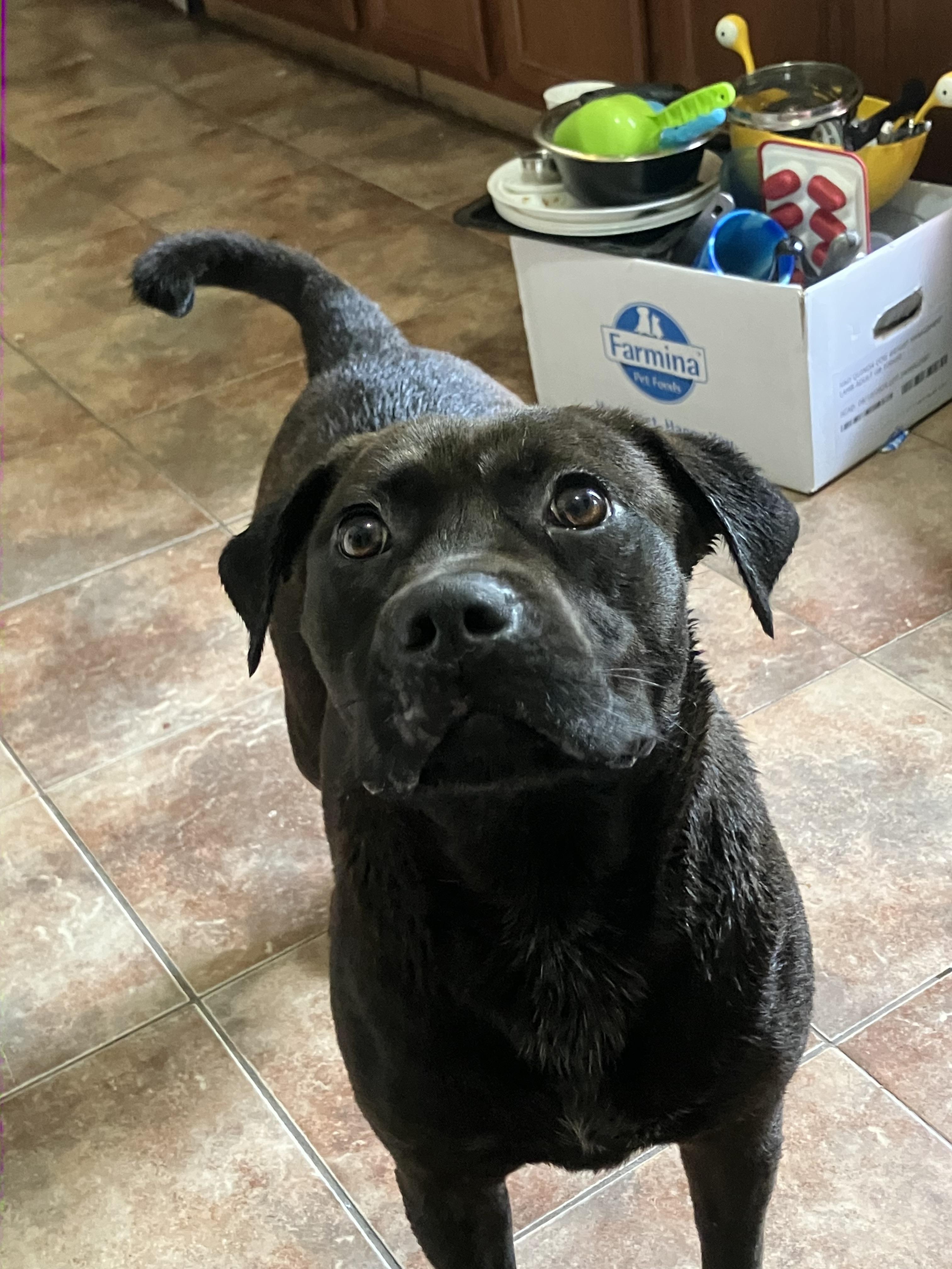 Dorado, ADOPTABLE, Adult Female Pug.