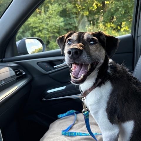 Enlarge Stevie Wonder, a Adoptable Jack Russell Terrier in Springfield, MO image 2/3