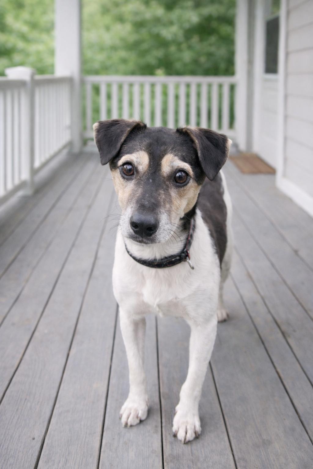 Enlarge Stevie Wonder, a Adoptable Jack Russell Terrier in Springfield, MO image 1/3