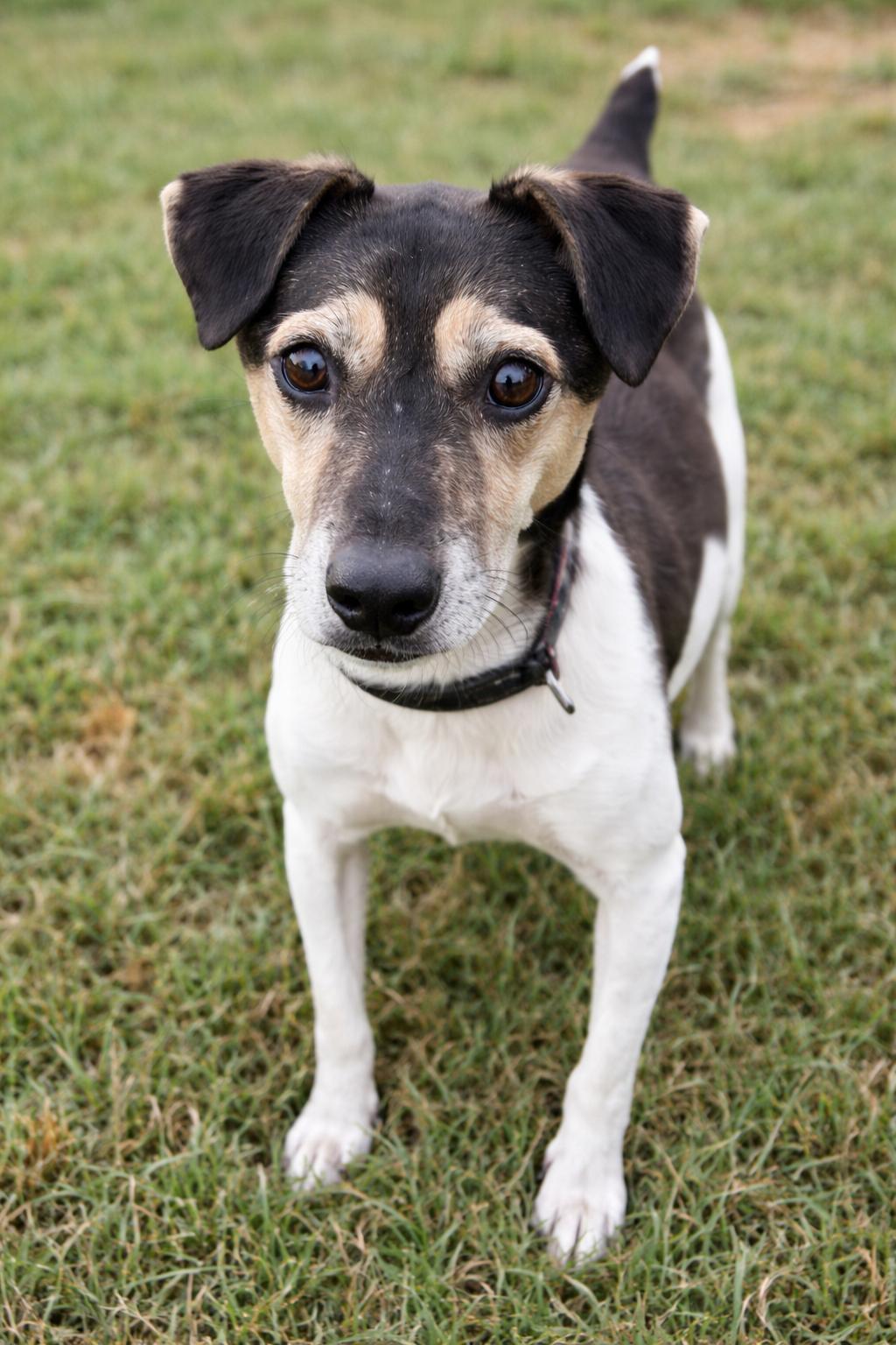 Enlarge Stevie Wonder, a Adoptable Jack Russell Terrier in Springfield, MO image 3/3