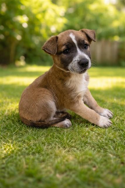 Enlarge ECLAIR, a Adoptable Pit Bull Terrier in Lancaster, CA image 1/1