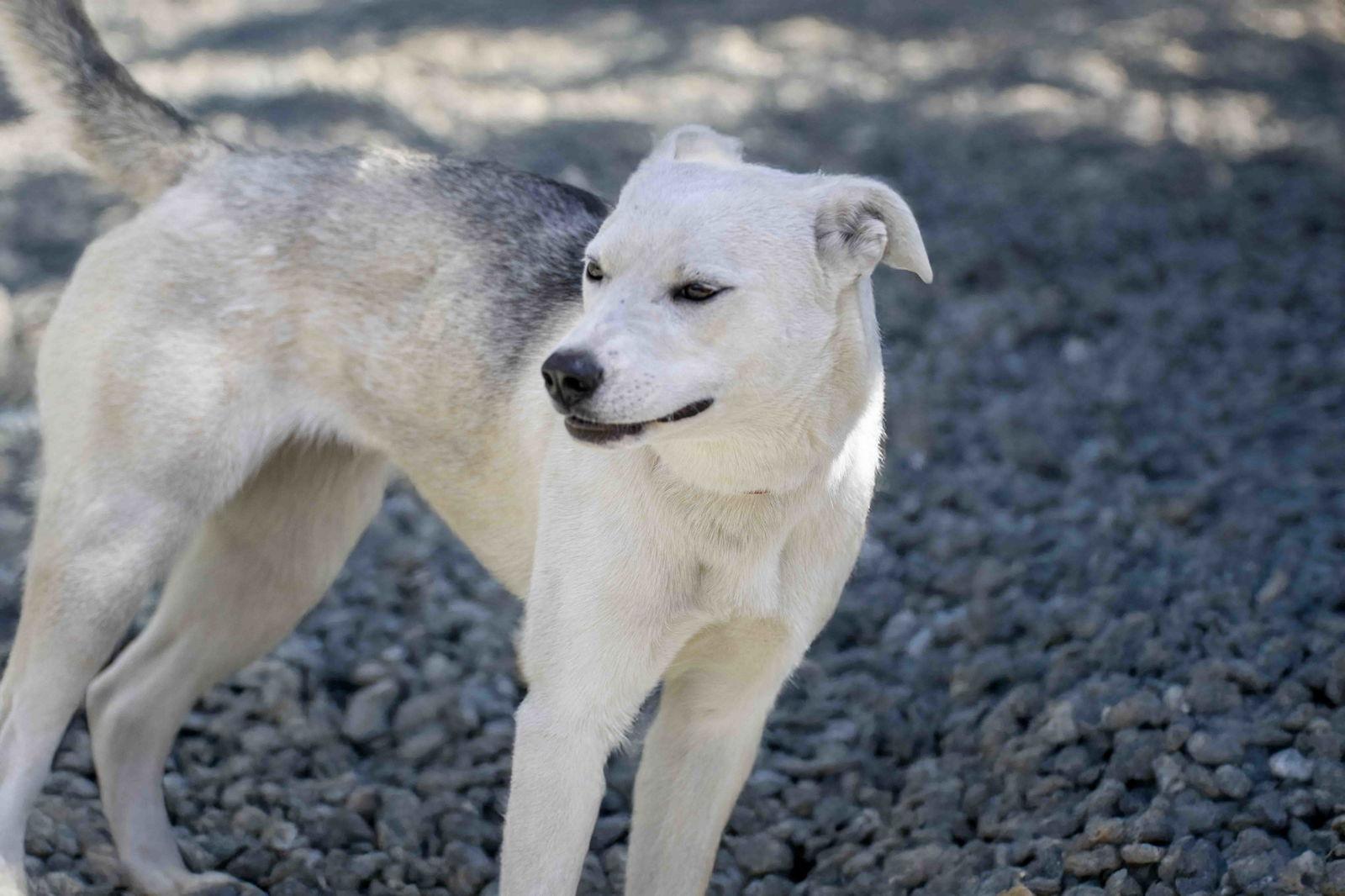Enlarge Sunny, a Adoptable Siberian Husky in Walnut Creek, CA image 1/3
