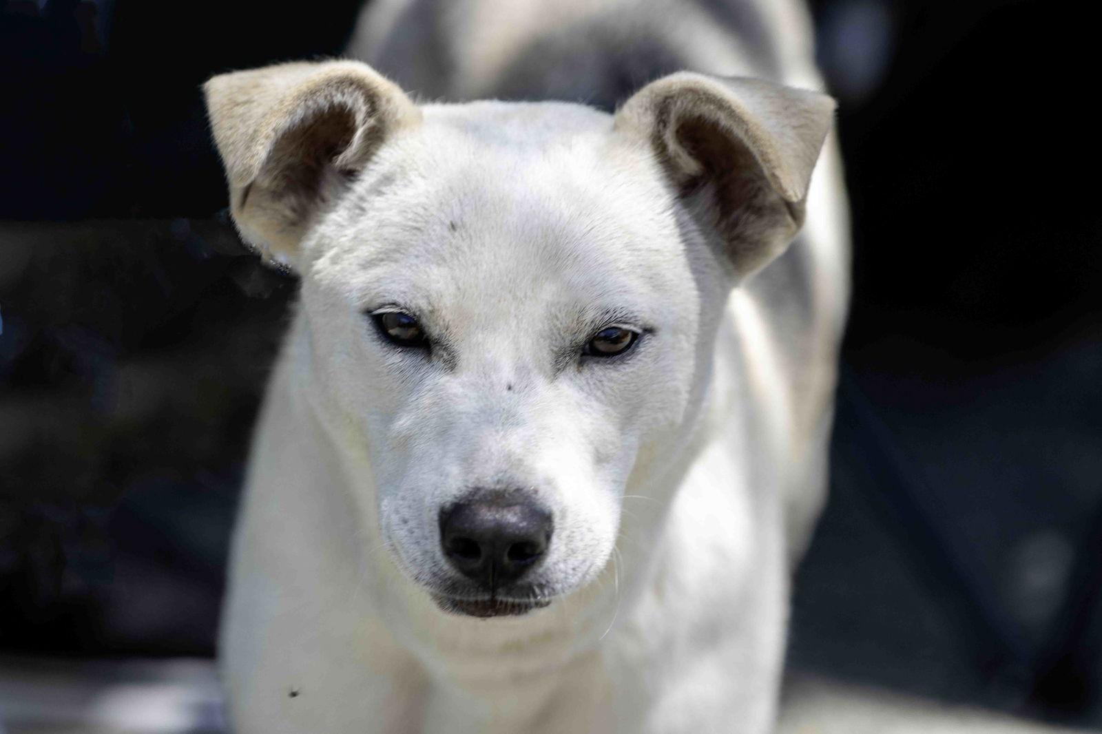 Enlarge Sunny, a Adoptable Siberian Husky in Walnut Creek, CA image 2/3