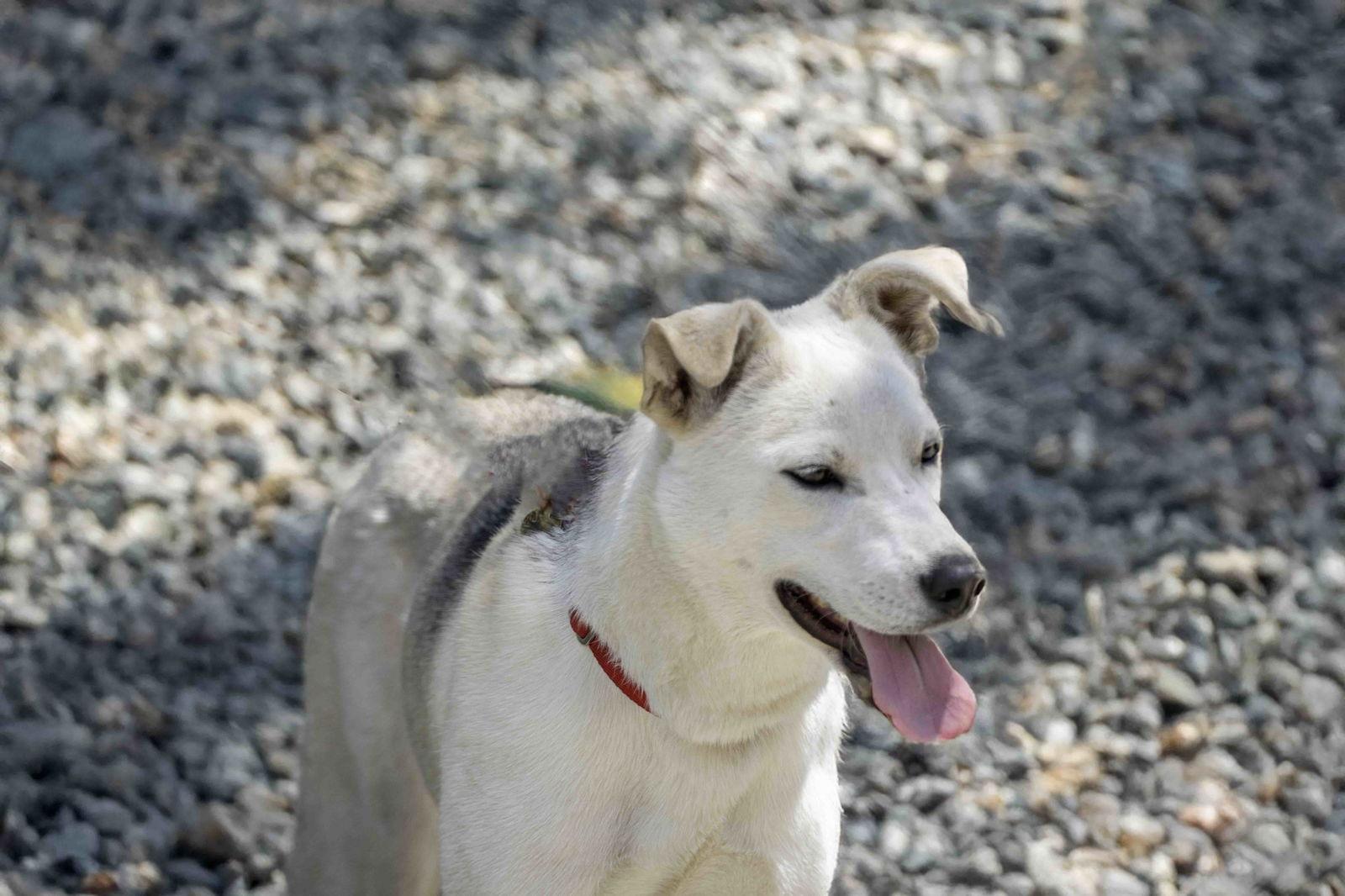 Enlarge Sunny, a Adoptable Siberian Husky in Walnut Creek, CA image 3/3