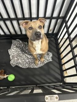 Rooster, ADOPTABLE, Adult Male Pit Bull Terrier.