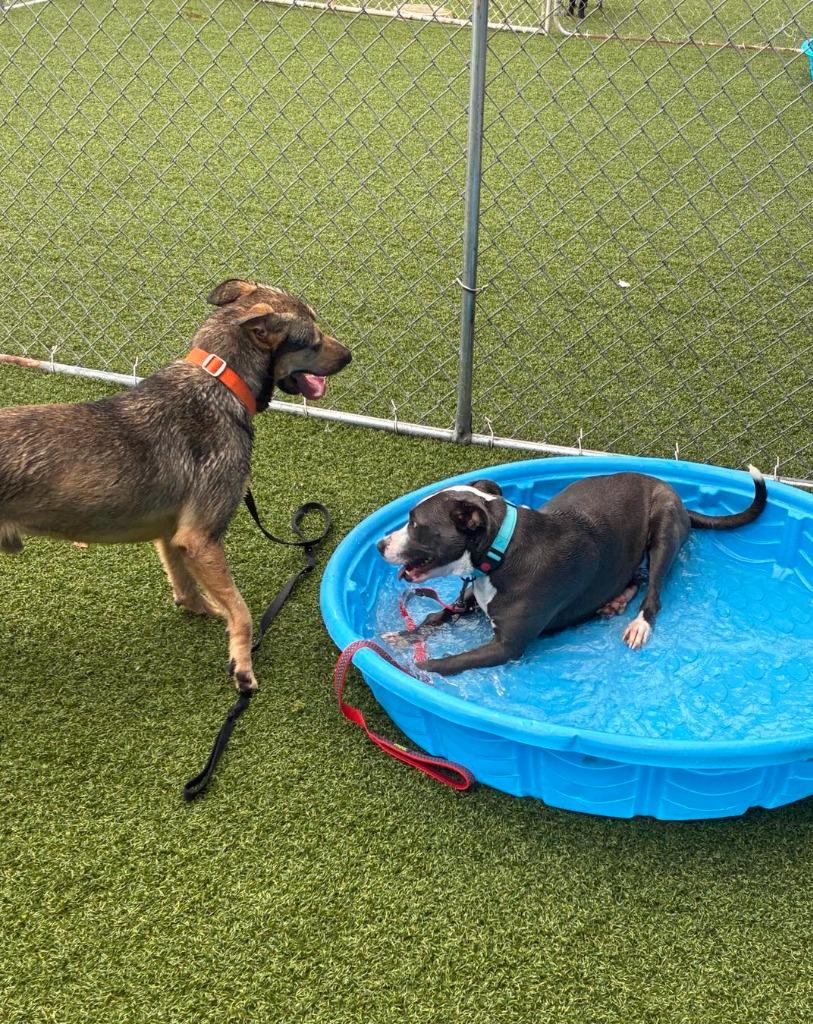 Winifred, Adoptable, Young Female Terrier & Labrador Retriever.