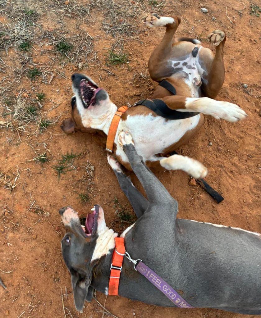 Winifred, a Adoptable mixed breed in Hartsville, SC image 2/6