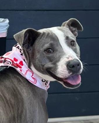 Winifred, a Adoptable mixed breed in Hartsville, SC image 3/6