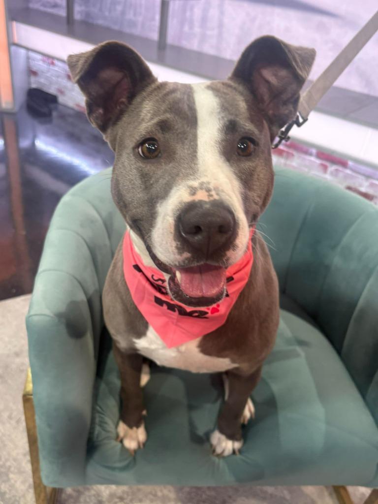 Winifred, a Adoptable mixed breed in Hartsville, SC image 5/6