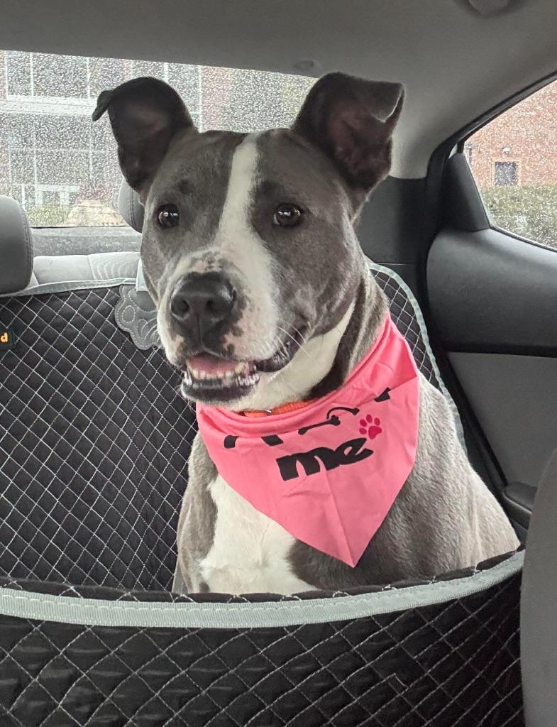 Winifred, a Adoptable mixed breed in Hartsville, SC image 6/6