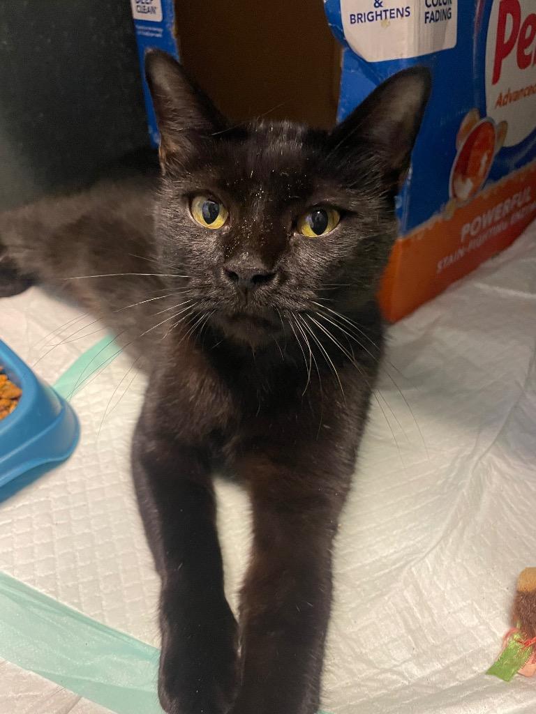 Enlarge Vivian, a Adoptable Domestic Short Hair in Calhoun, KY image 1/1