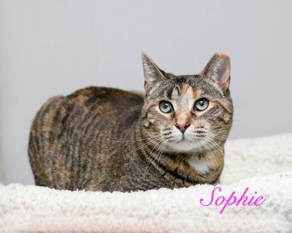 Enlarge Sophie, a Adoptable mixed breed in Parma, OH image 1/2