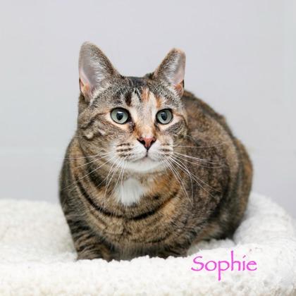 Sophie, a Adoptable mixed breed in Parma, OH image 1/2