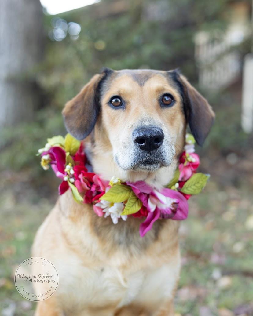 Enlarge Luna, a Adoptable mixed breed in Tuscaloosa, AL image 6/6