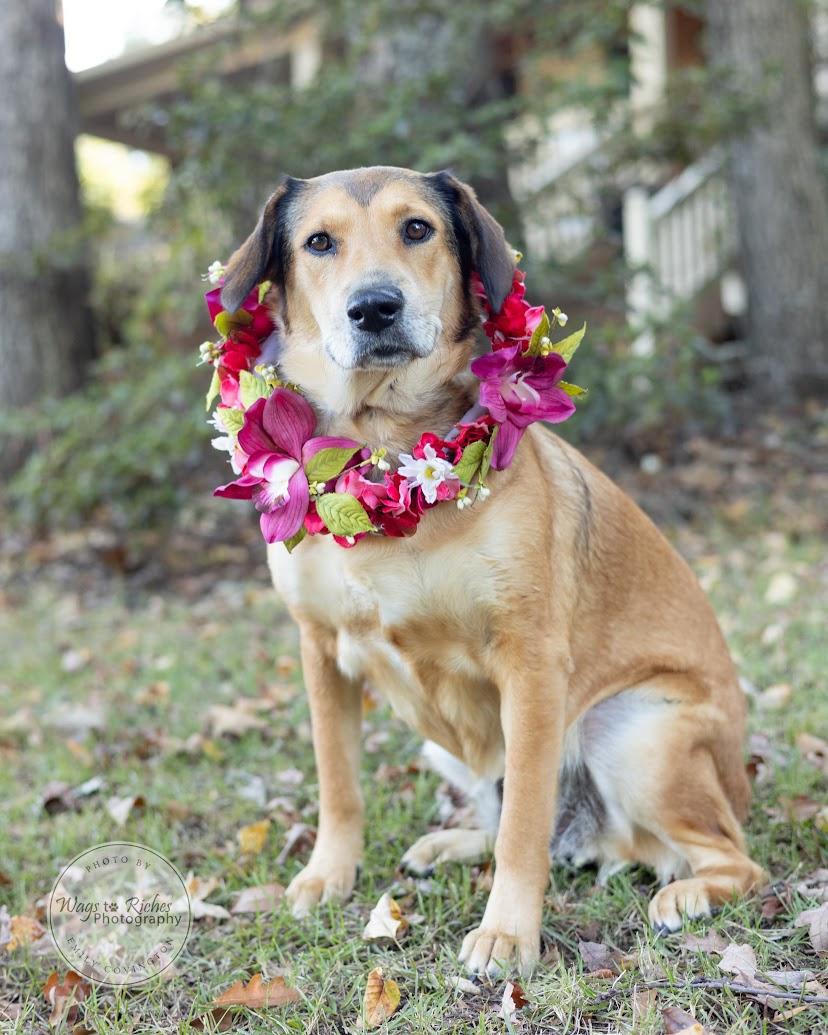 Enlarge Luna, a Adoptable mixed breed in Tuscaloosa, AL image 4/6