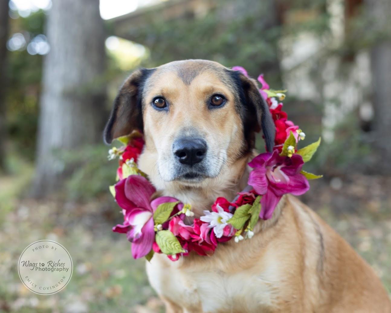 Enlarge Luna, a Adoptable mixed breed in Tuscaloosa, AL image 2/6