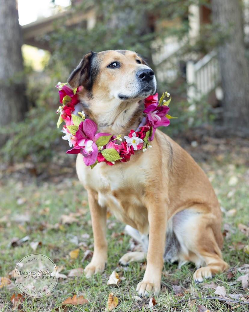Enlarge Luna, a Adoptable mixed breed in Tuscaloosa, AL image 3/6