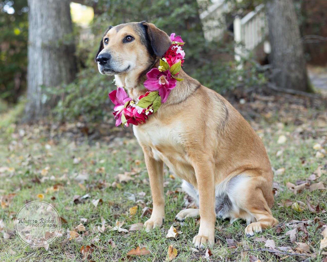 Enlarge Luna, a Adoptable mixed breed in Tuscaloosa, AL image 5/6