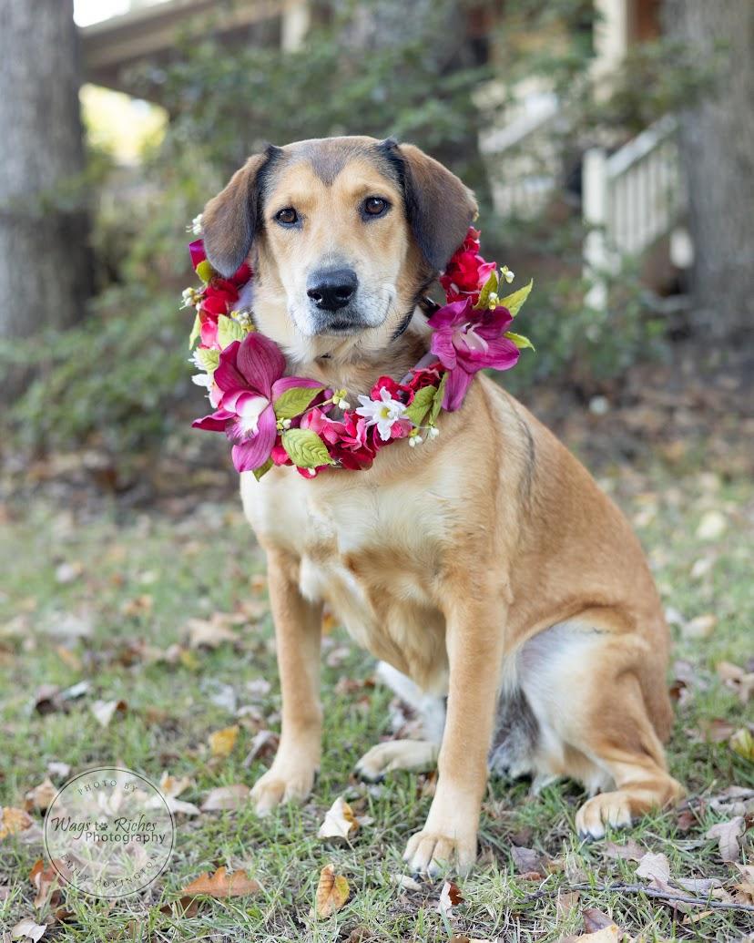 Luna, Adoptable, Adult Female Labrador Retriever & Collie.