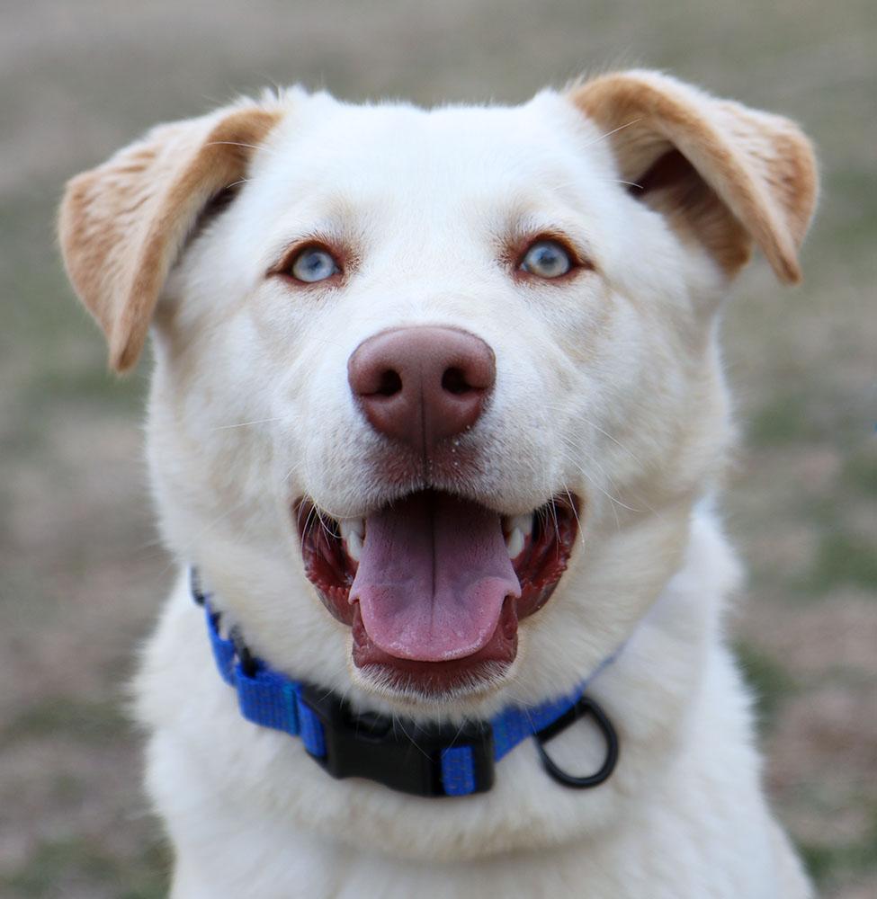 Jimmy (AO35906), adopted, Young Male Great Pyrenees & Labrador Retriever.