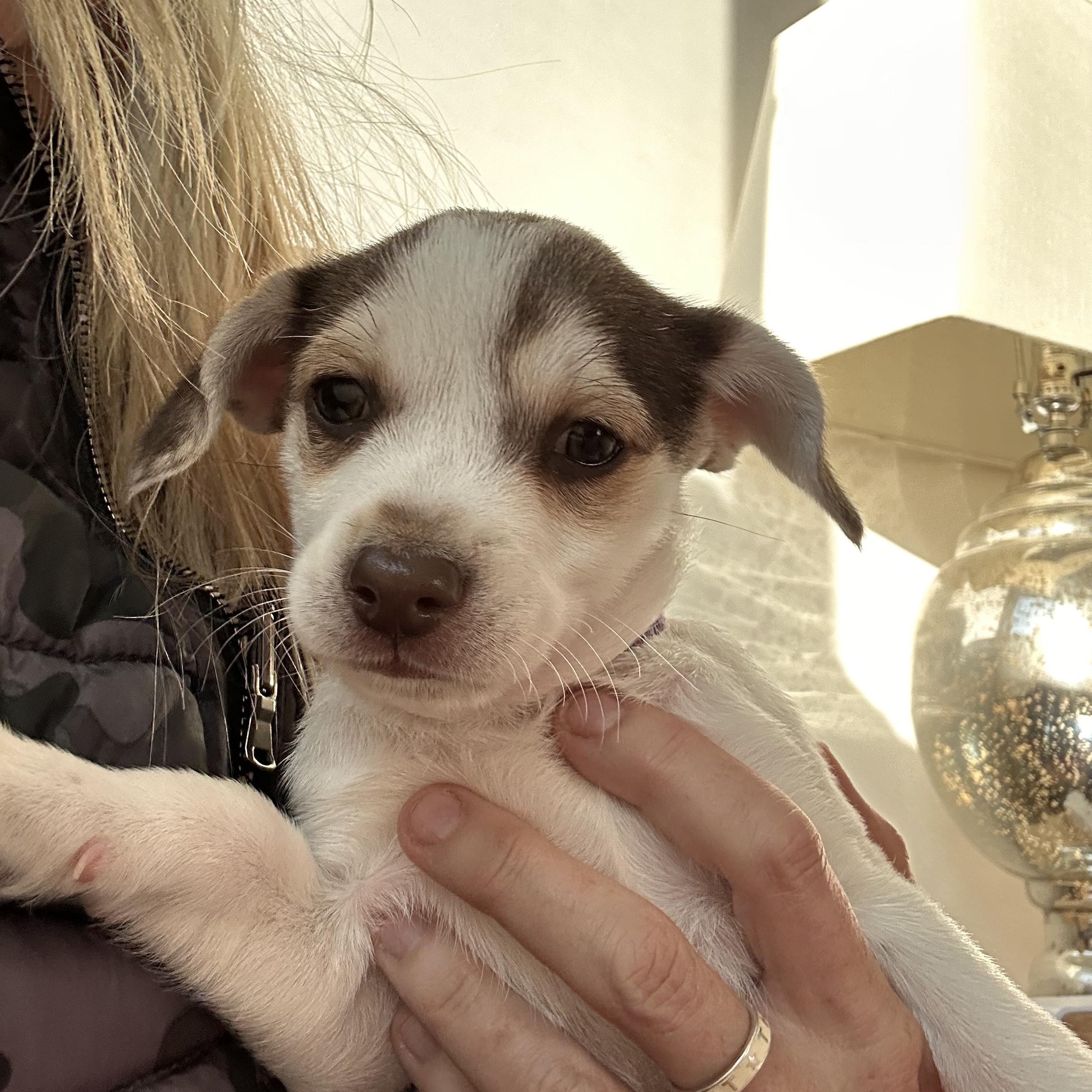 Enlarge SPUD, an adopted mixed breed in Arroyo Grande, CA image 1/4