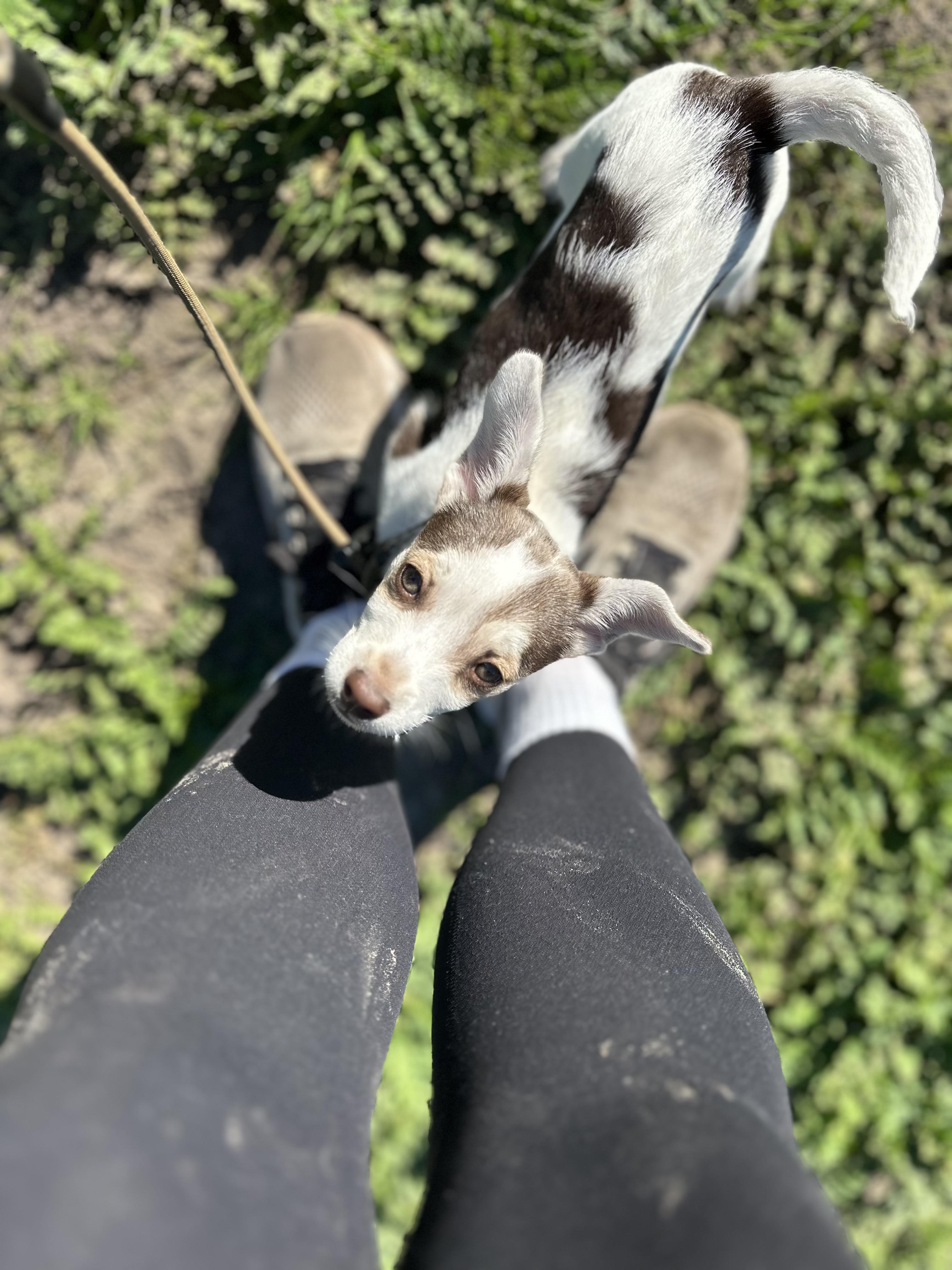 Enlarge SPUD, an adopted mixed breed in Arroyo Grande, CA image 3/4