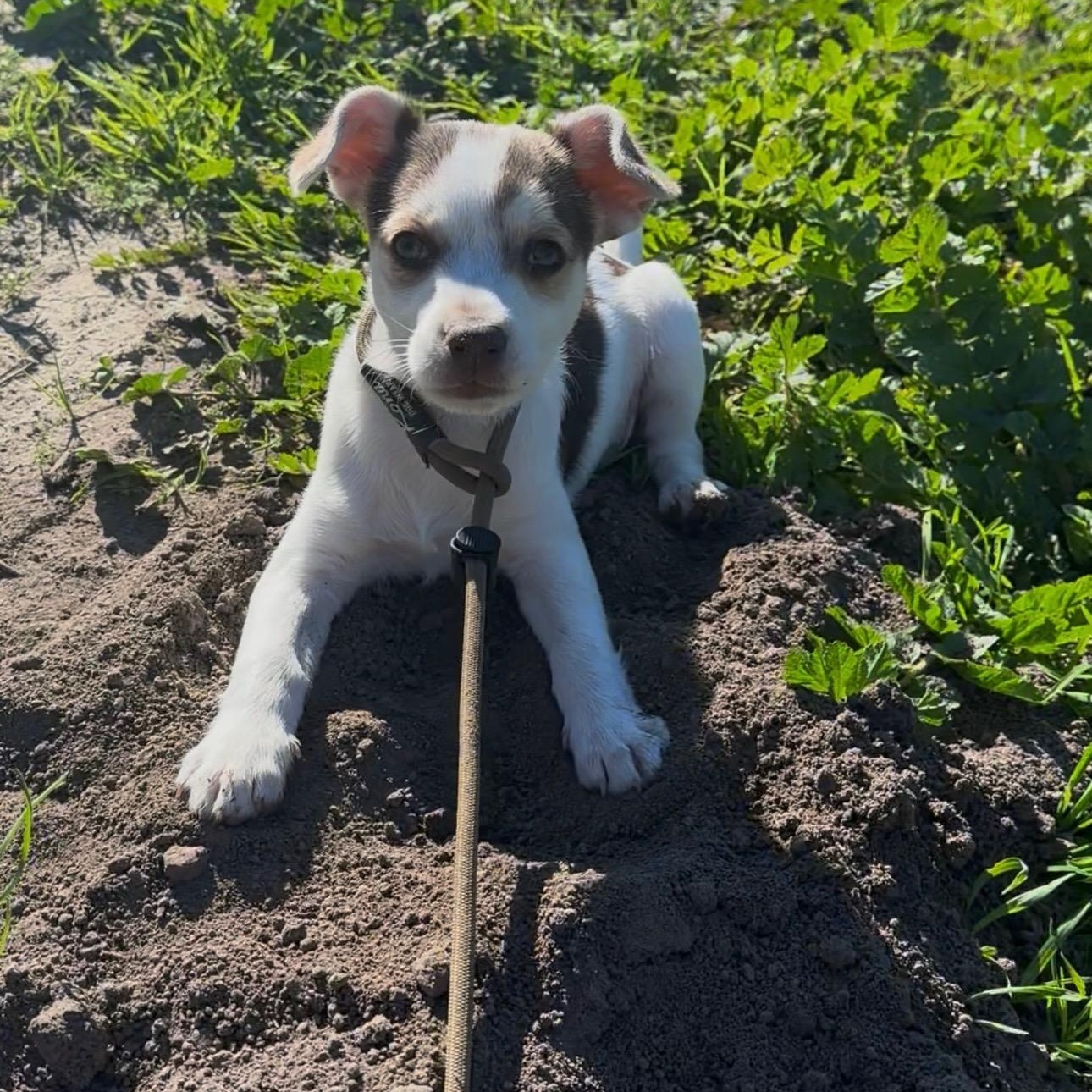 Enlarge SPUD, an adopted mixed breed in Arroyo Grande, CA image 4/4