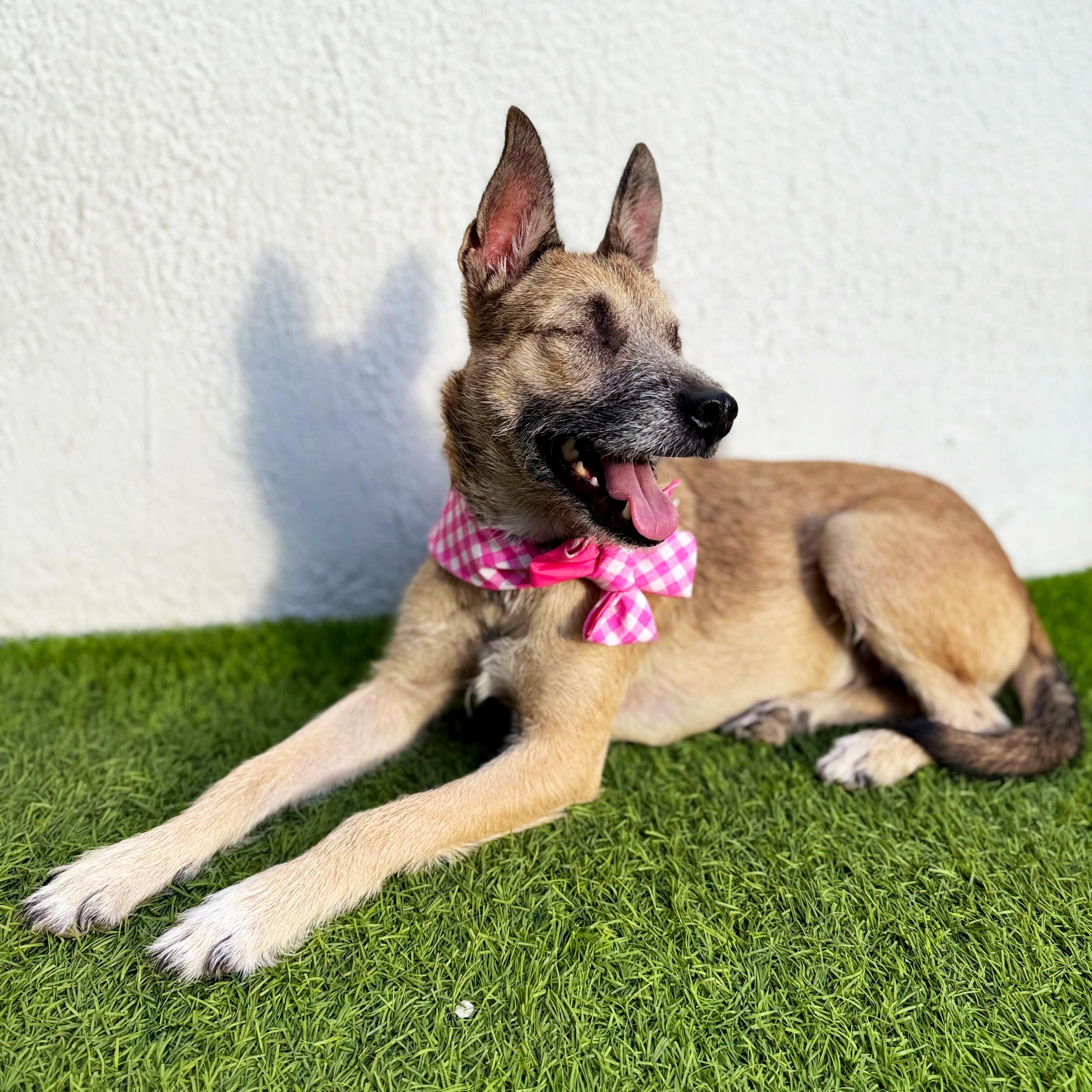 Enlarge MARI, a Adoptable mixed breed in San Diego, CA image 2/6