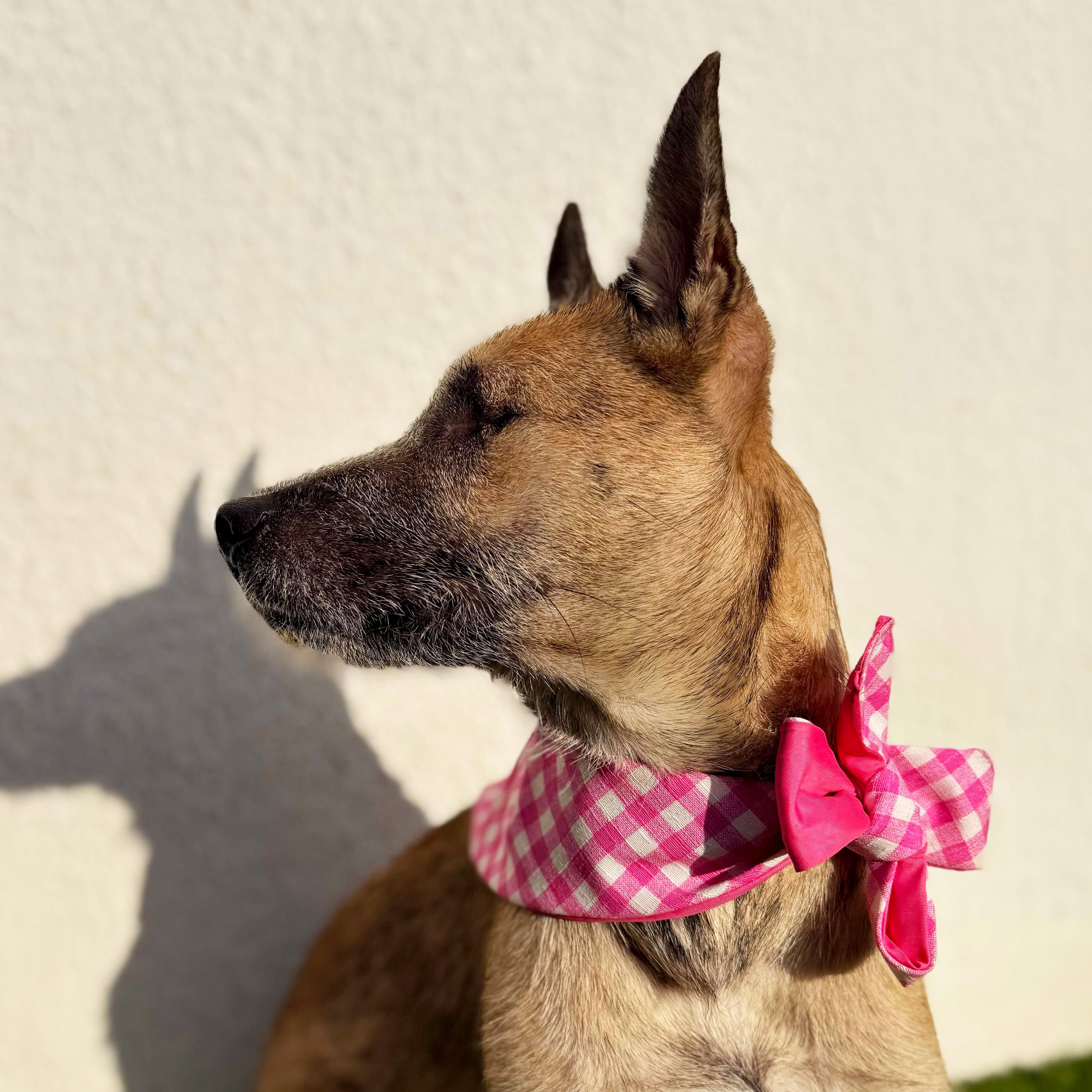 Enlarge MARI, a Adoptable mixed breed in San Diego, CA image 3/6