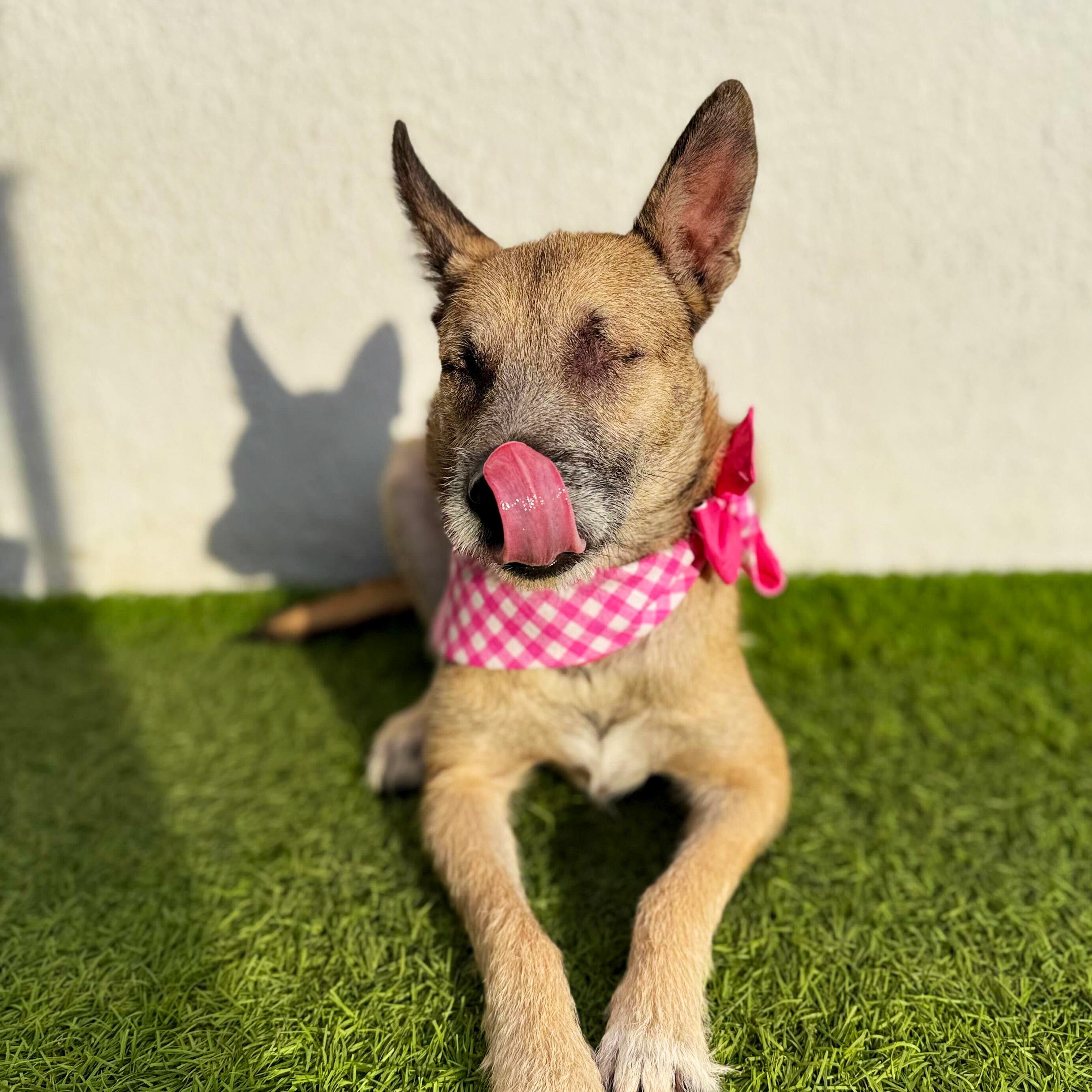 Enlarge MARI, a Adoptable mixed breed in San Diego, CA image 4/6