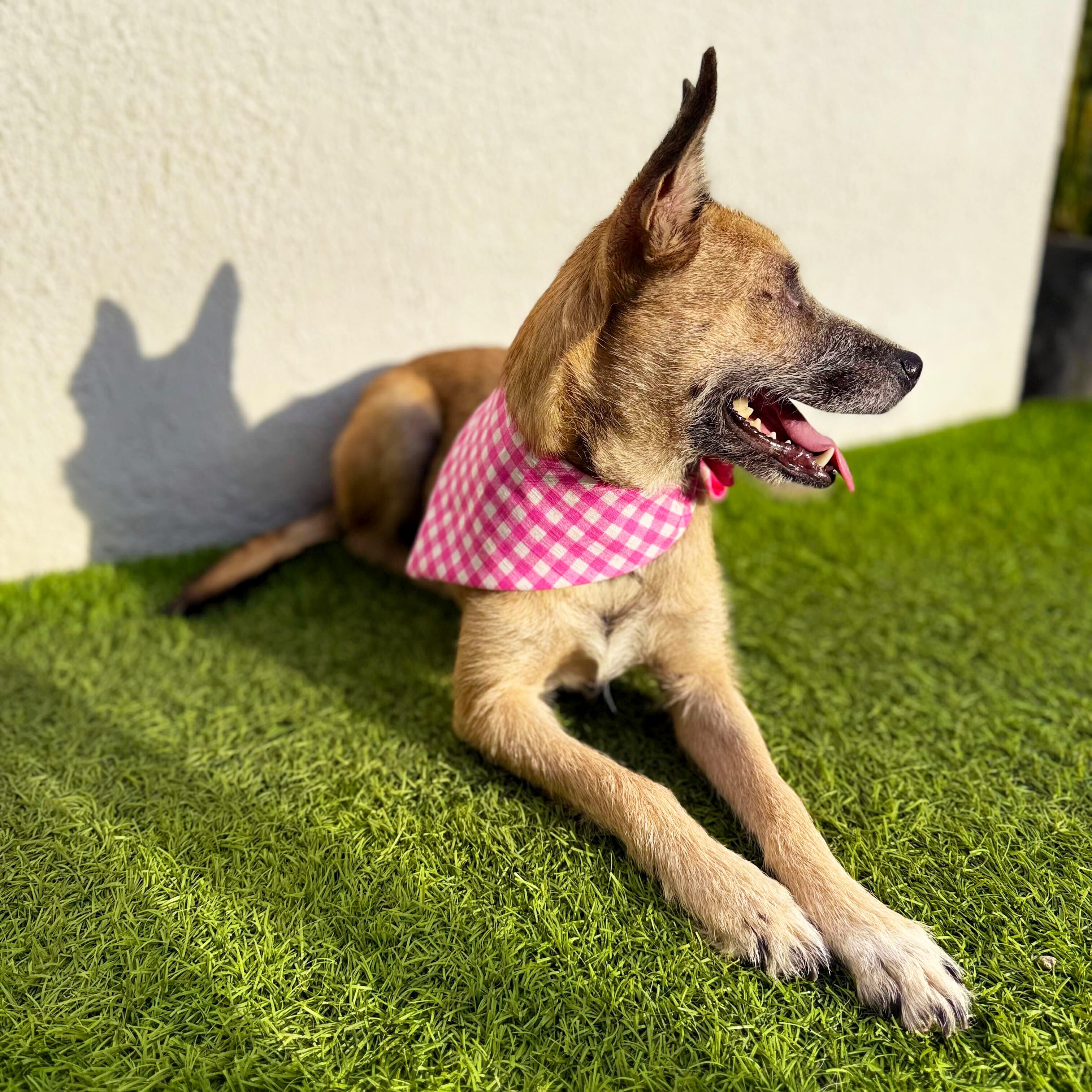 Enlarge MARI, a Adoptable mixed breed in San Diego, CA image 5/6