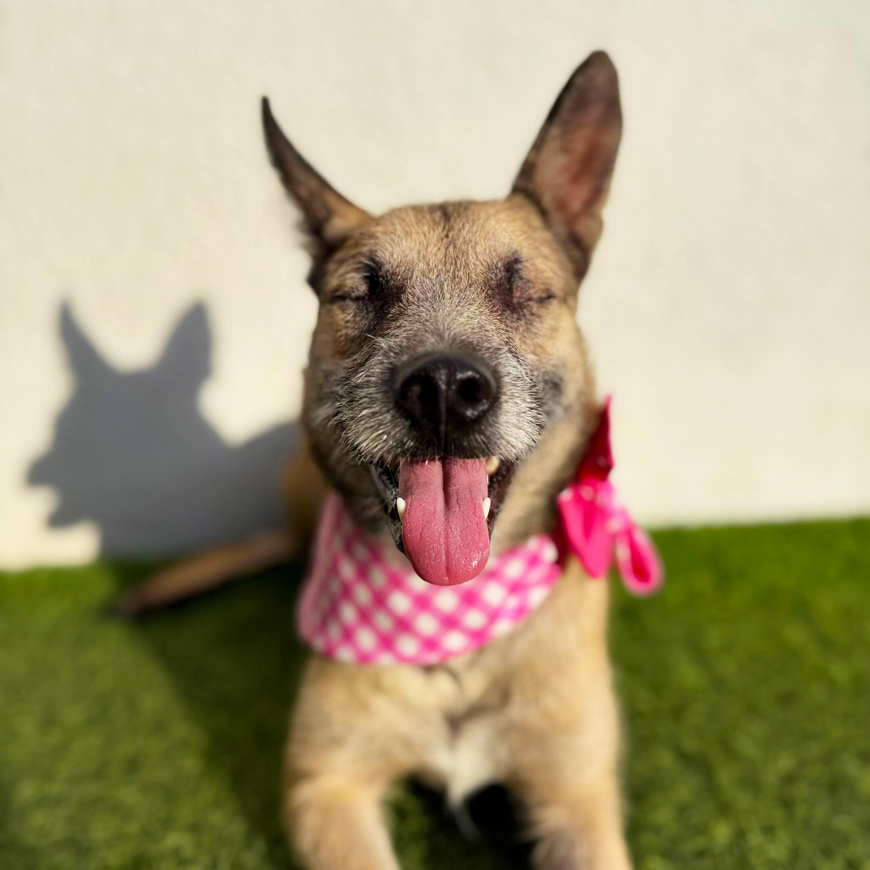 Enlarge MARI, a Adoptable mixed breed in San Diego, CA image 1/6