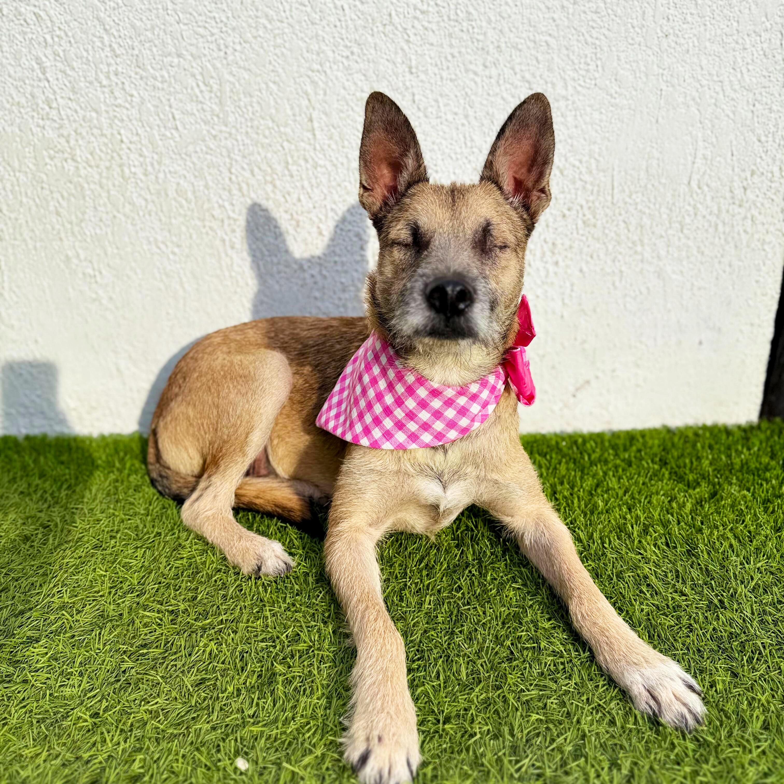 Enlarge MARI, a Adoptable mixed breed in San Diego, CA image 6/6