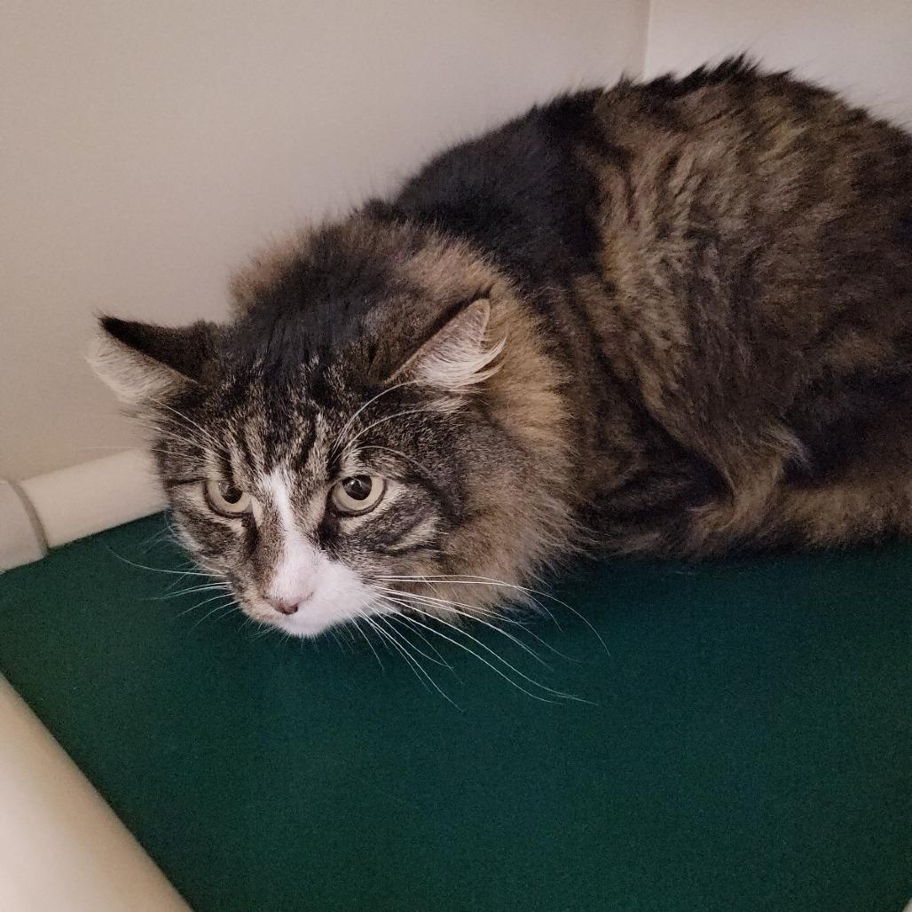 Enlarge Alex, a Adoptable Domestic Long Hair in Spanish Fork, UT image 1/1