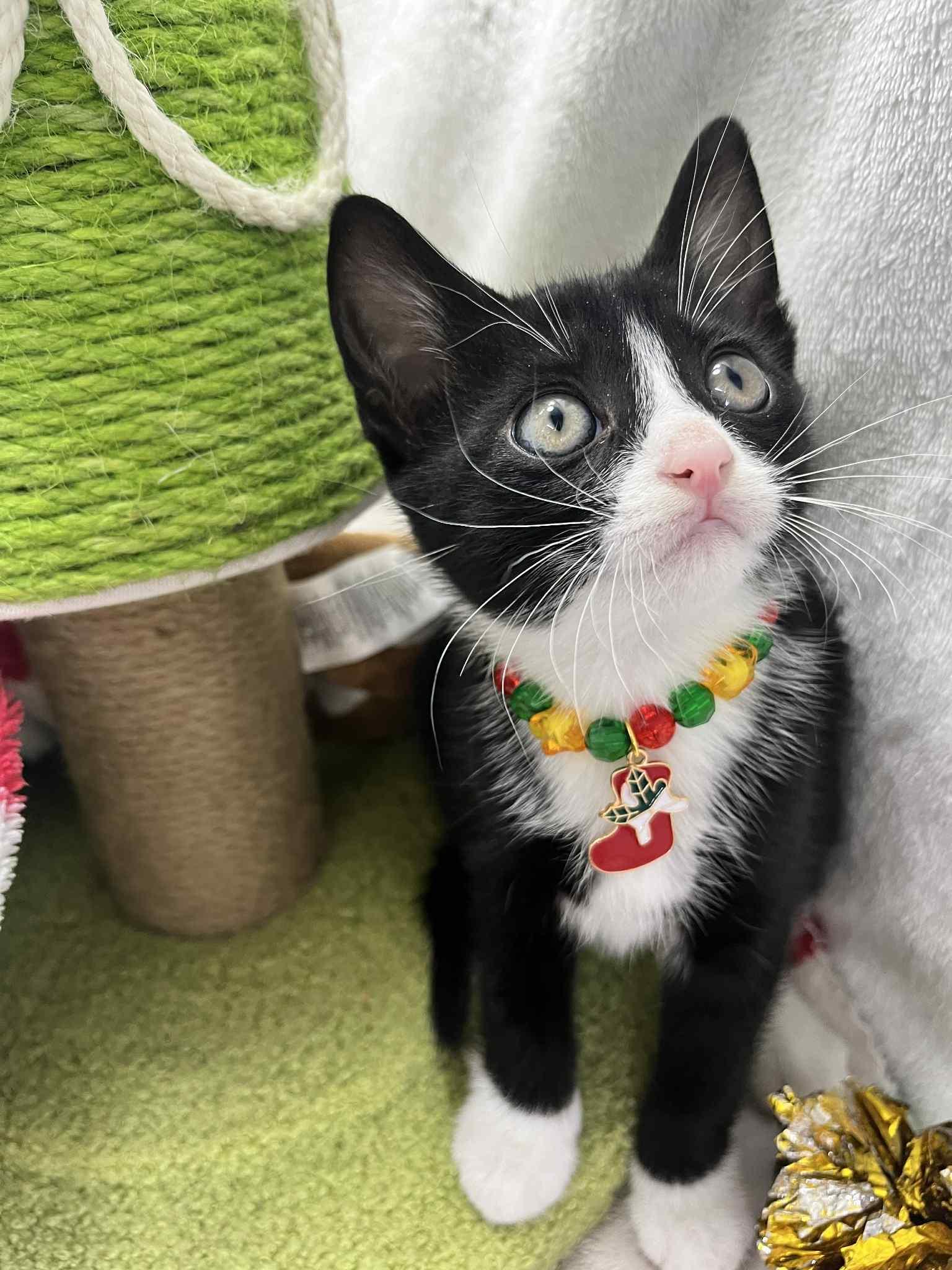 Enlarge Rusty, a Adoptable Tuxedo in Tavares, FL image 2/3