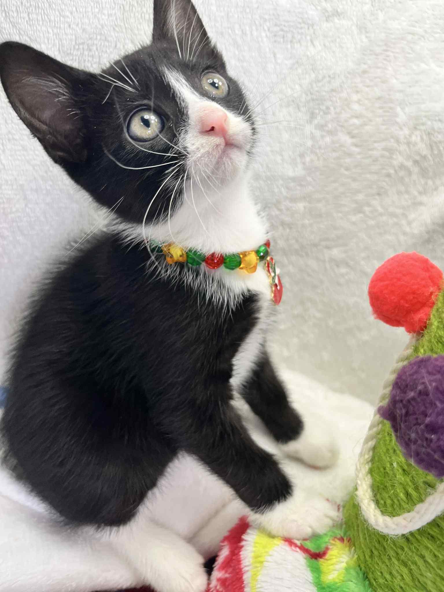 Enlarge Rusty, a Adoptable Tuxedo in Tavares, FL image 3/3