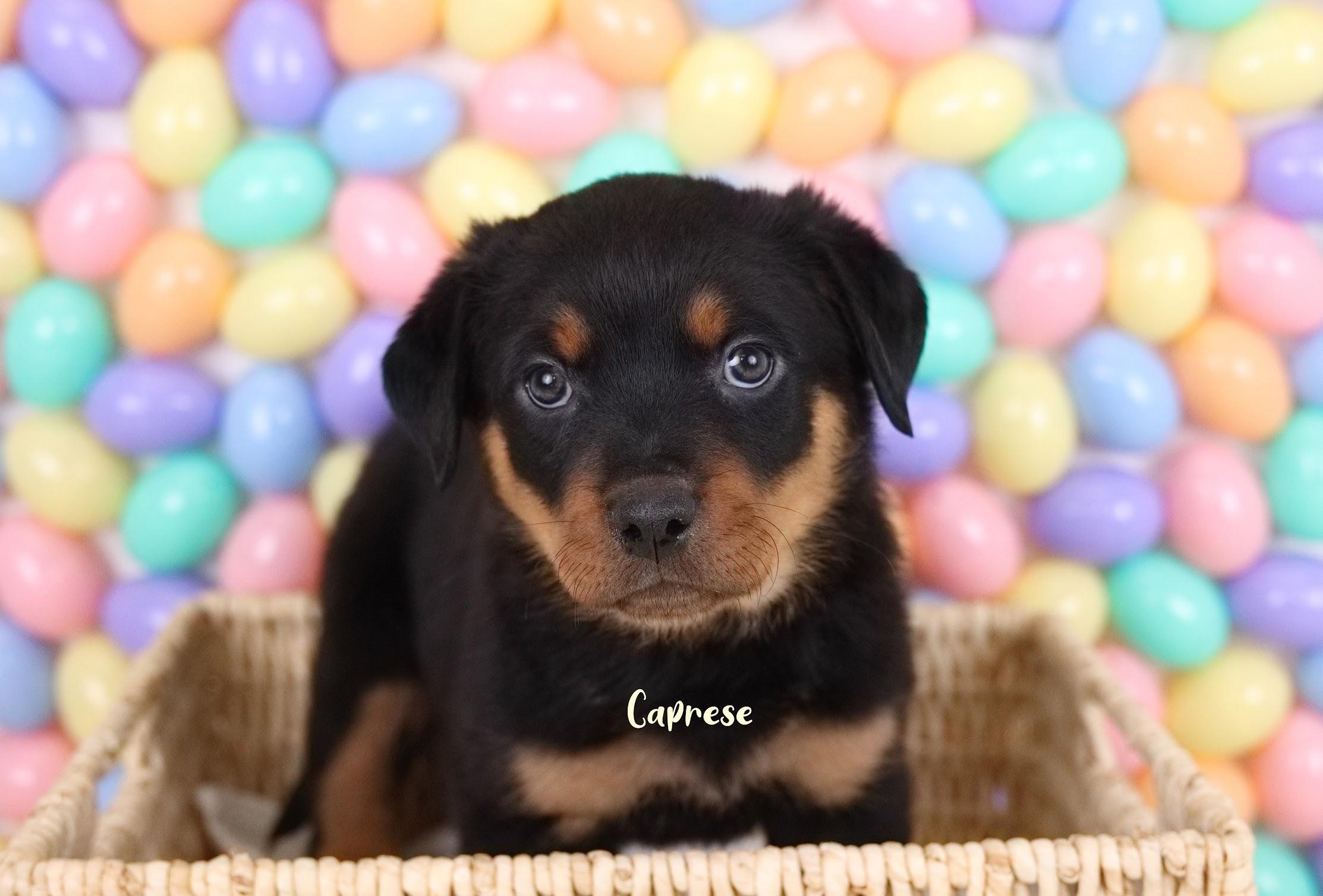 Caprese, adopted, Puppy Female Rottweiler.
