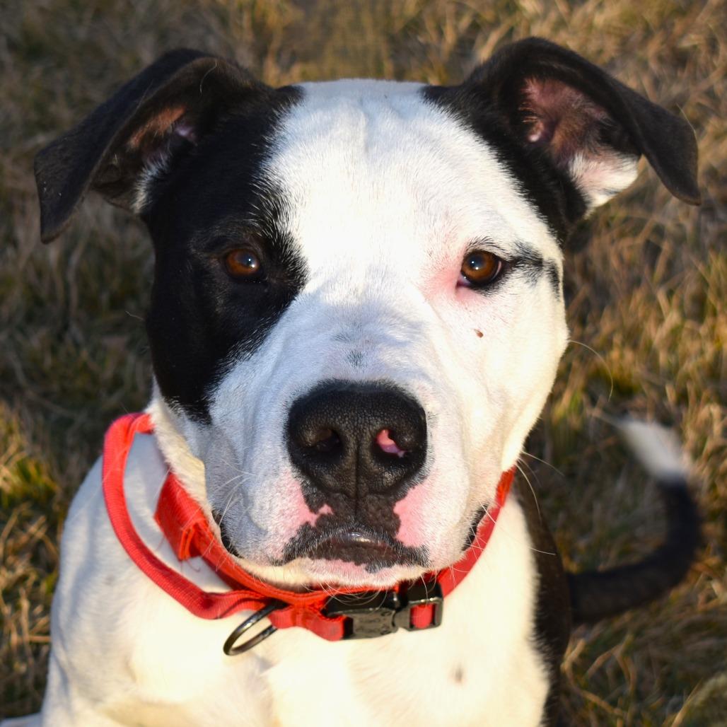 Clyde, Adoptable, Young Male Pit Bull Terrier & Mixed Breed.